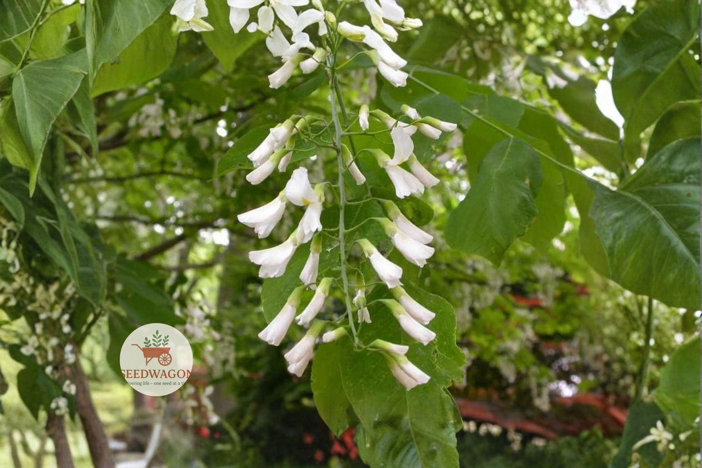 yellowwood seeds, native deciduous tree, fragrant white flowers, ornamental shade tree, fall foliage color, bonsai tree seeds, landscape planting seeds, flowering tree seeds, yellow-orange autumn leaves, hardy garden tree, white flower clusters, broad canopy tree, outdoor planting seeds