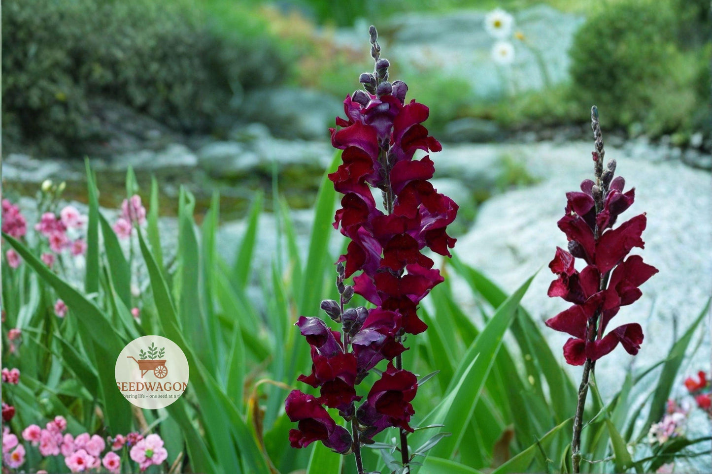 dark crimson flower seeds,antirrhinum majus seeds,gothic garden flowers,heirloom snapdragon seeds,long blooming annuals,cut flower garden seeds,pollinator attracting seeds,heirloom flower seeds,shade tolerant garden flowers,ornamental border plants,heirloom flower seeds,flowering annual seeds,unique garden flower seeds
