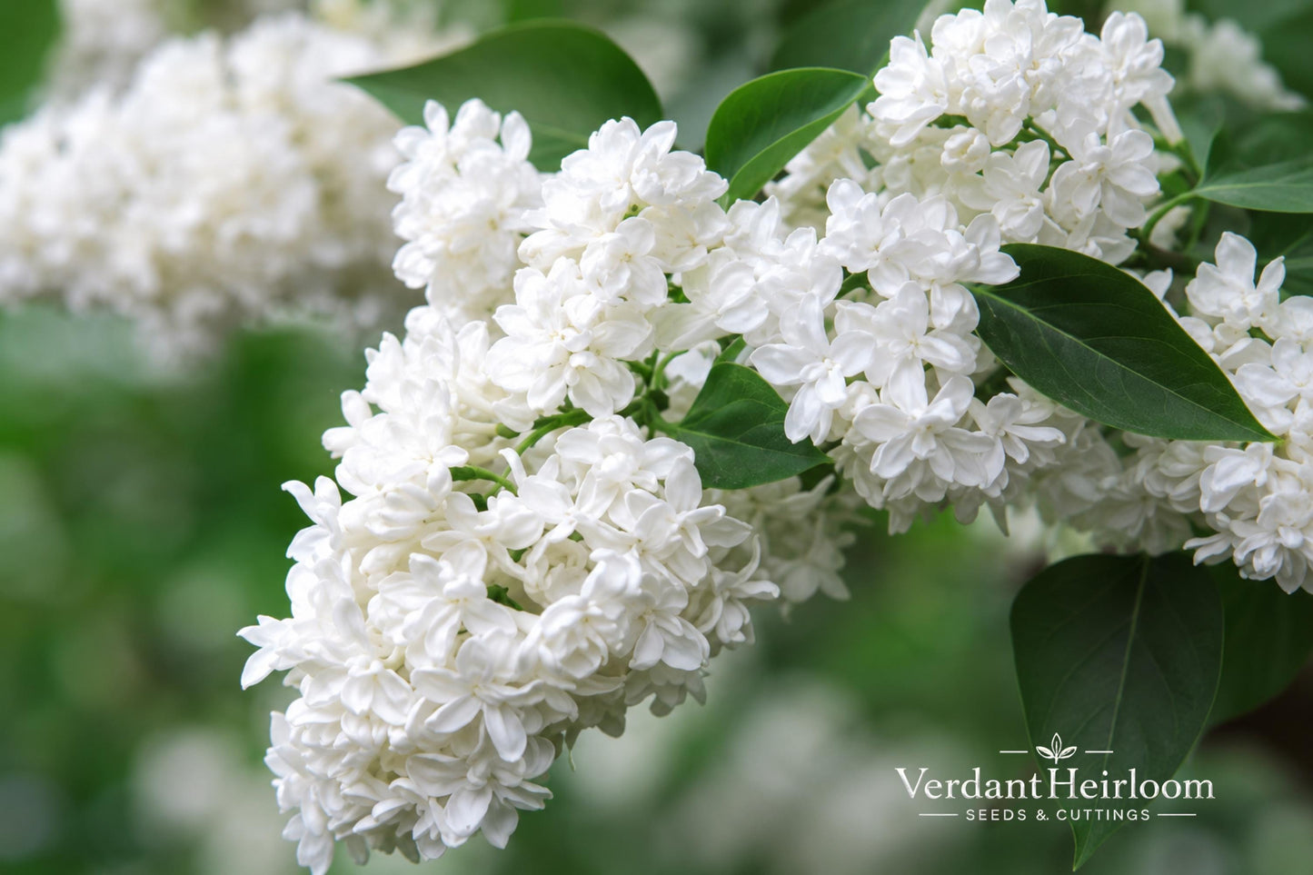 Madame Lemoine Lilac Shrub – Fragrant Double White Flowers – Syringa vulgaris – Live Starter Plant, 12+ Inches
