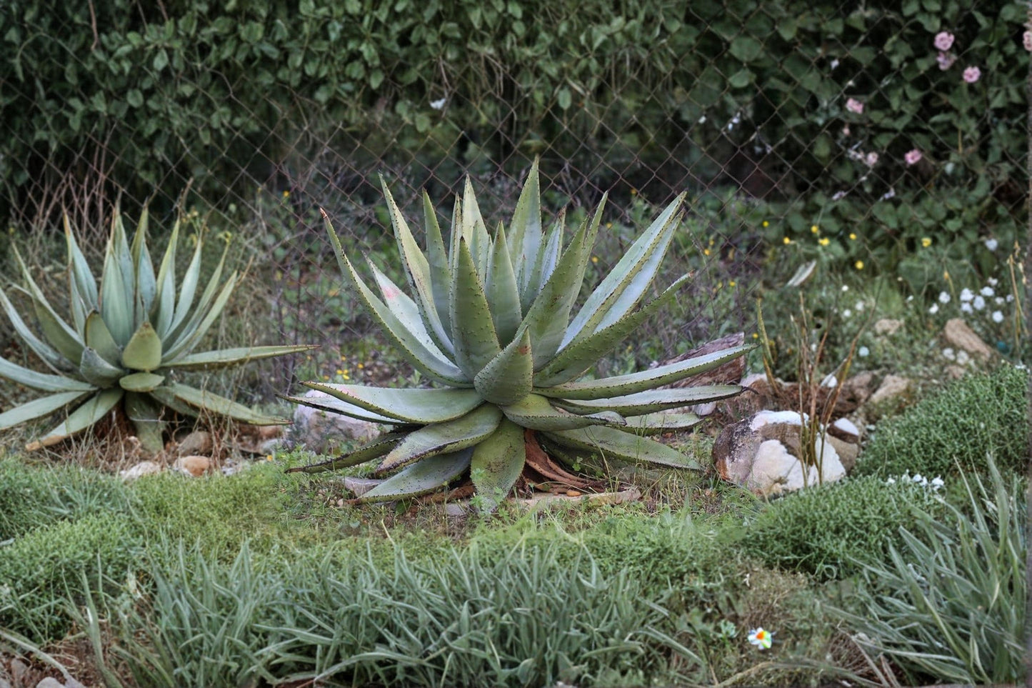 Aloe Spectabilis Seeds – Succulent Plant for Outdoor & Container Gardening – Drought Tolerant Aloe Spectabilis Seeds