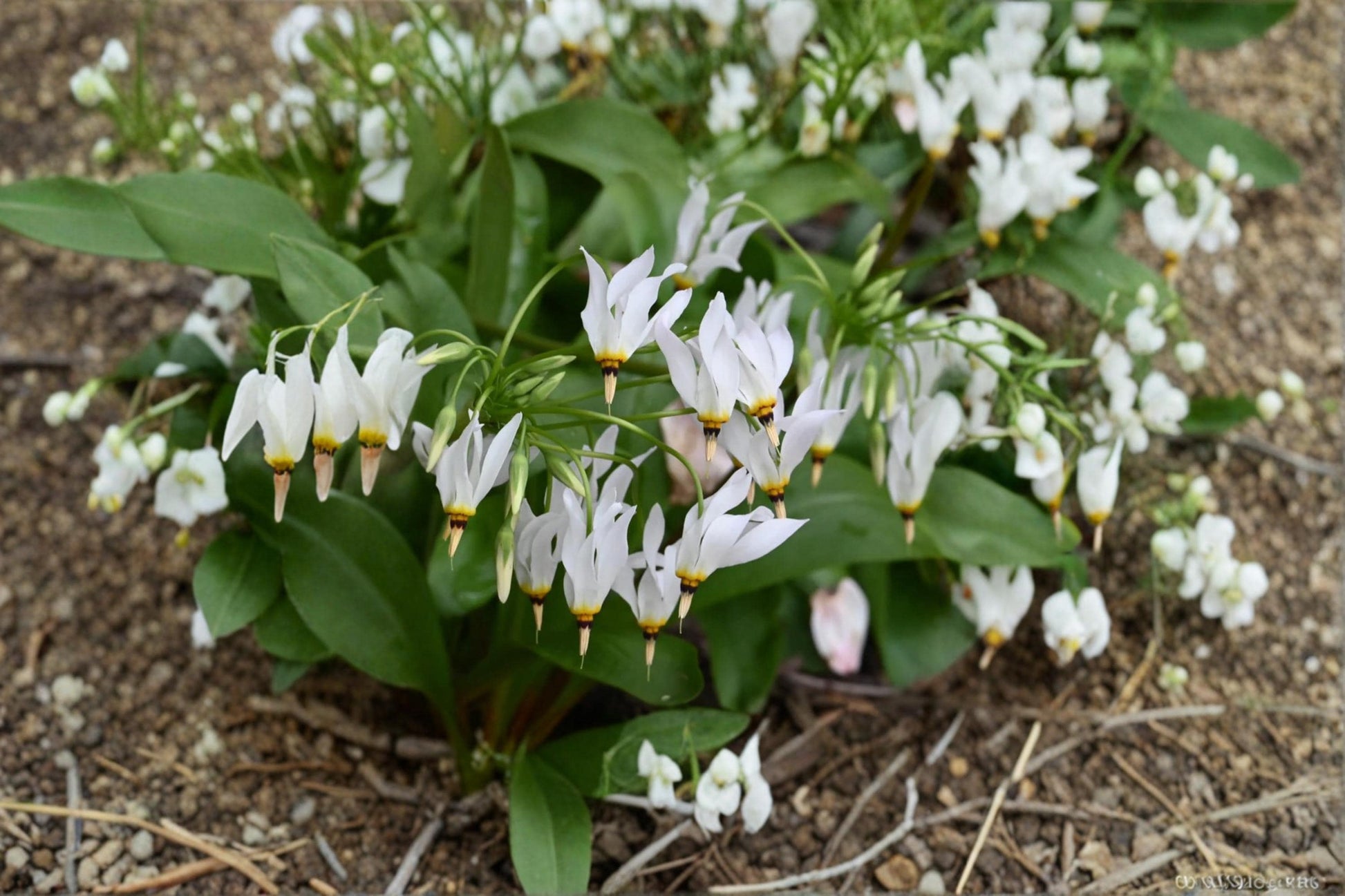 Midland Shooting Star Seeds – Dodecatheon meadia Perennial Wildflower for Native Gardens, Prairie & Woodland Landscapes