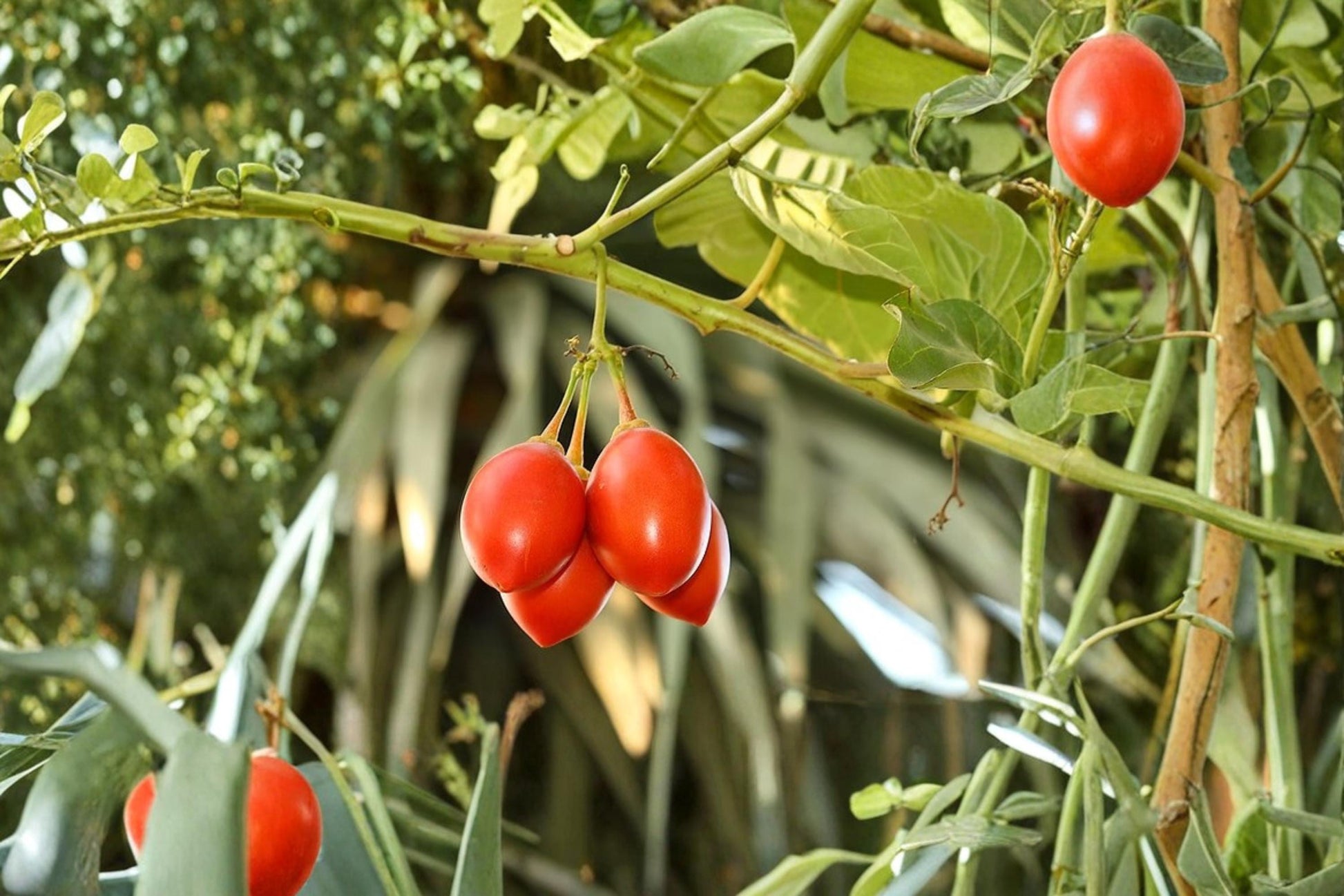 Tree Tomato Seeds, Tamarillo Cyphomandra betacea, Fruiting Shrub, Tropical Garden Plant, Edible Fruit Seeds
