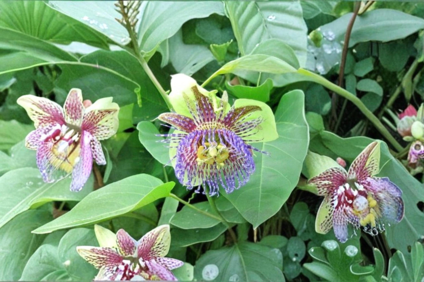 Sweet Calabash Seeds – Passiflora maliformis Tropical Passionfruit Vine for Garden, Trellises, Fences
