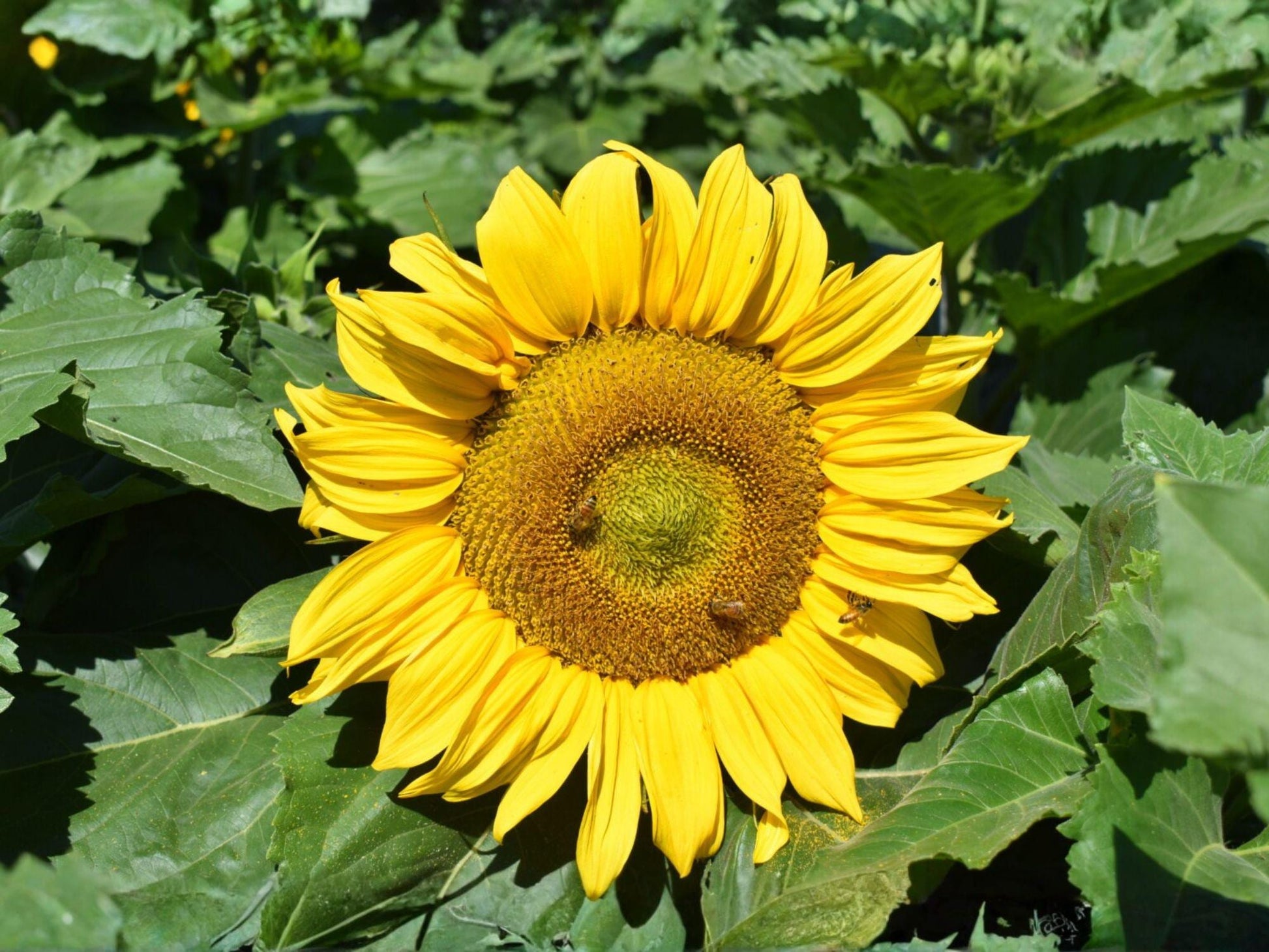 Sunflower Seeds Dwarf Sunspot Helianthus annuus for Patio Pots & Gardens, Bright Golden Yellow, Pollinator-Friendly
