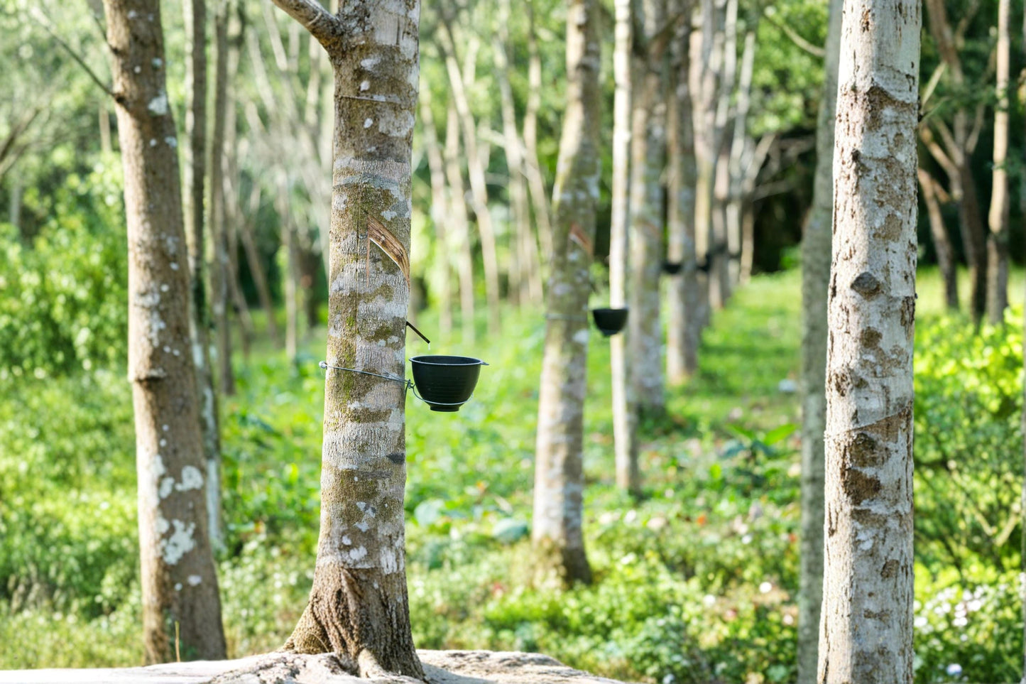 Hardy Rubber Tree Seeds Eucommia ulmoides Ornamental Deciduous Landscape Tree for Garden and Collection