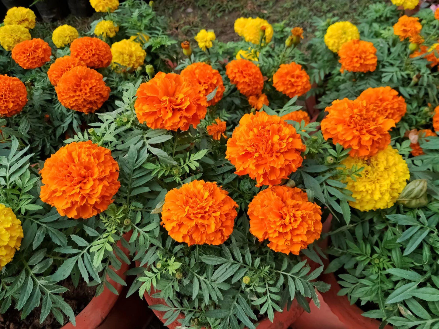 Crackerjack African Marigold Seeds – Tall Heirloom Tagetes Erecta Flowers for Cottage Gardens & Pollinator Beds