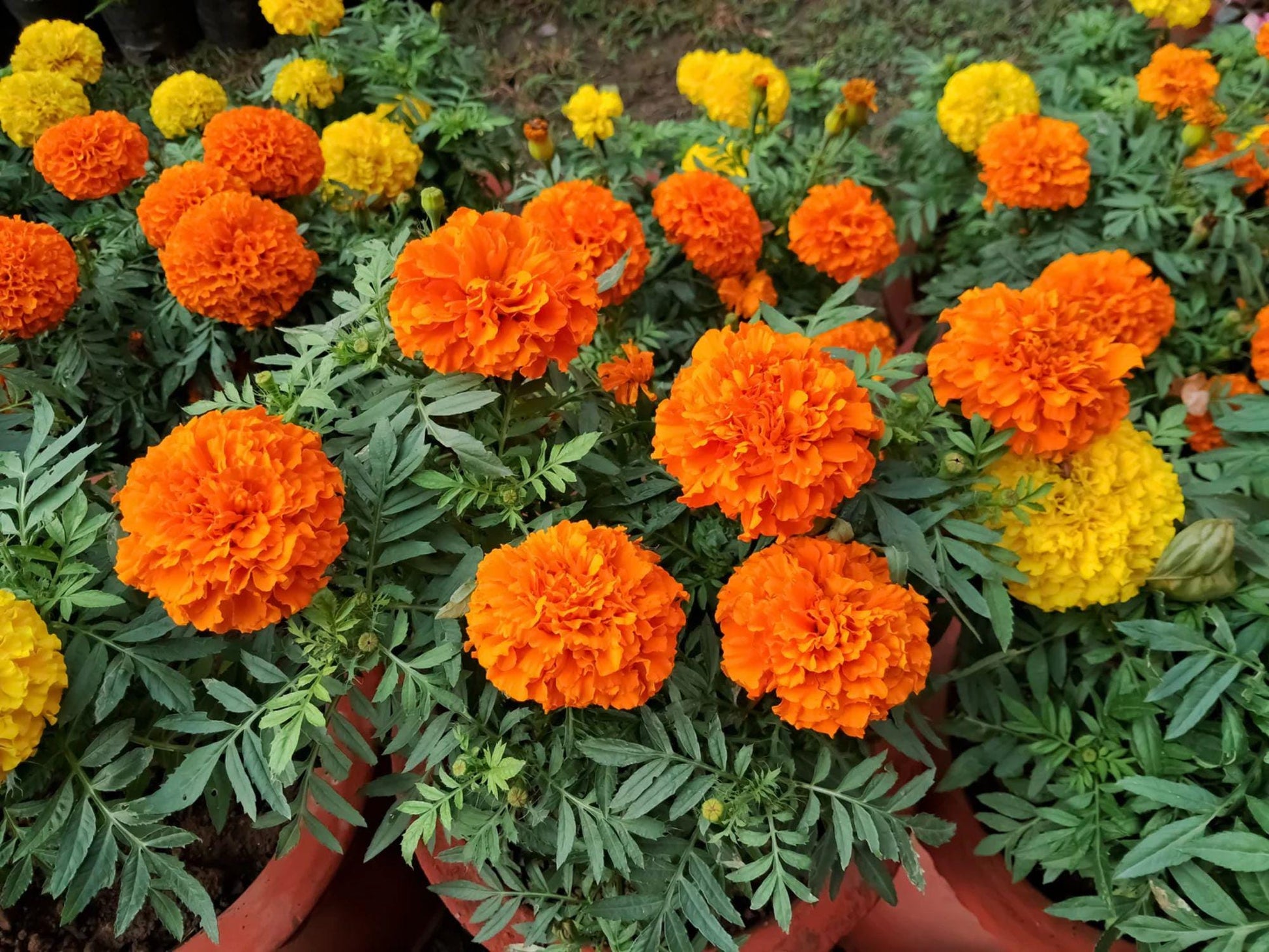 Crackerjack African Marigold Seeds – Tall Heirloom Tagetes Erecta Flowers for Cottage Gardens & Pollinator Beds