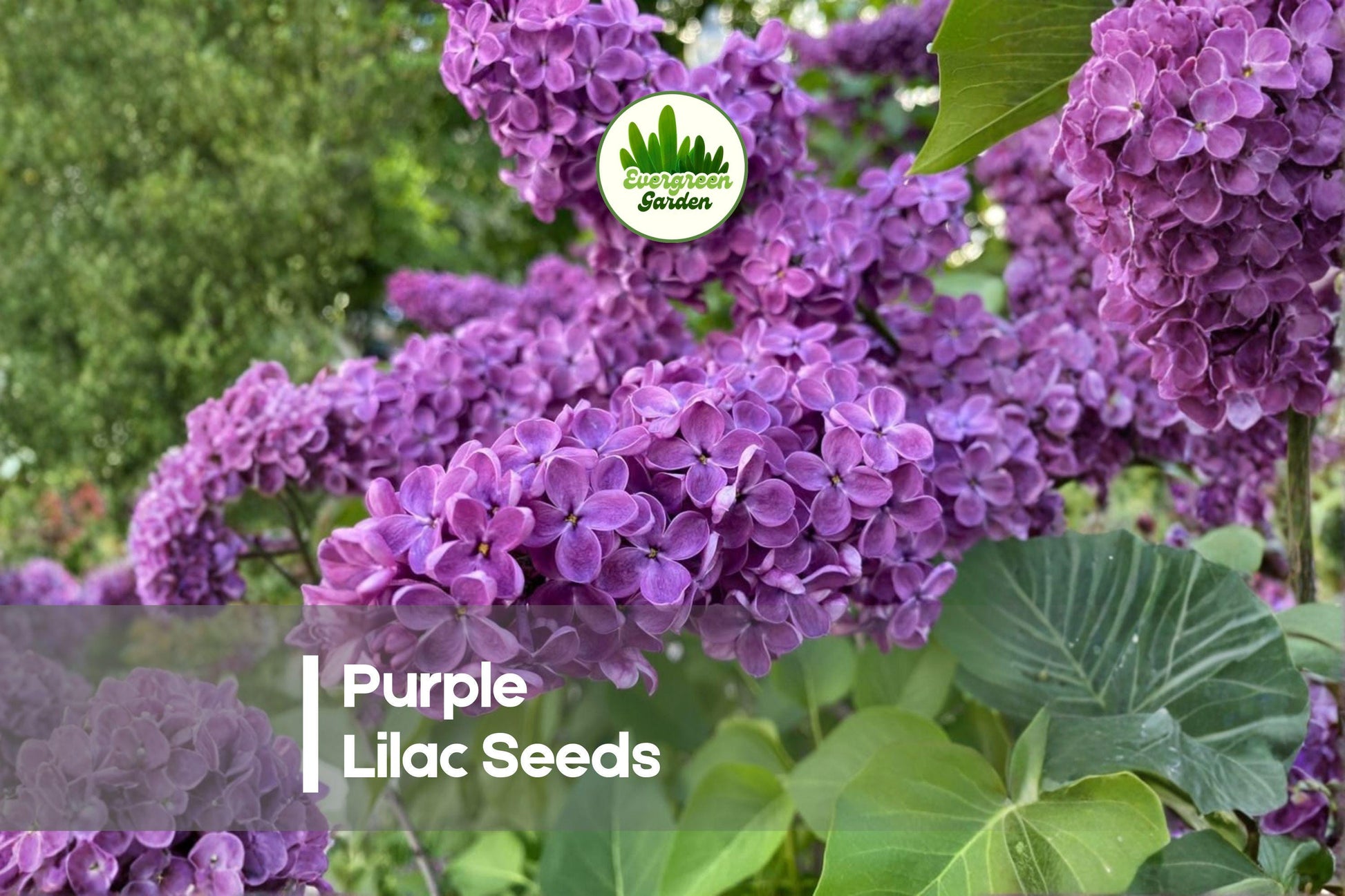 Purple Lilac Seeds – 50+ Syringa vulgaris for Hedges, Gardens & Bonsai, Fragrant Purple Blooms, Ornamental Shrub