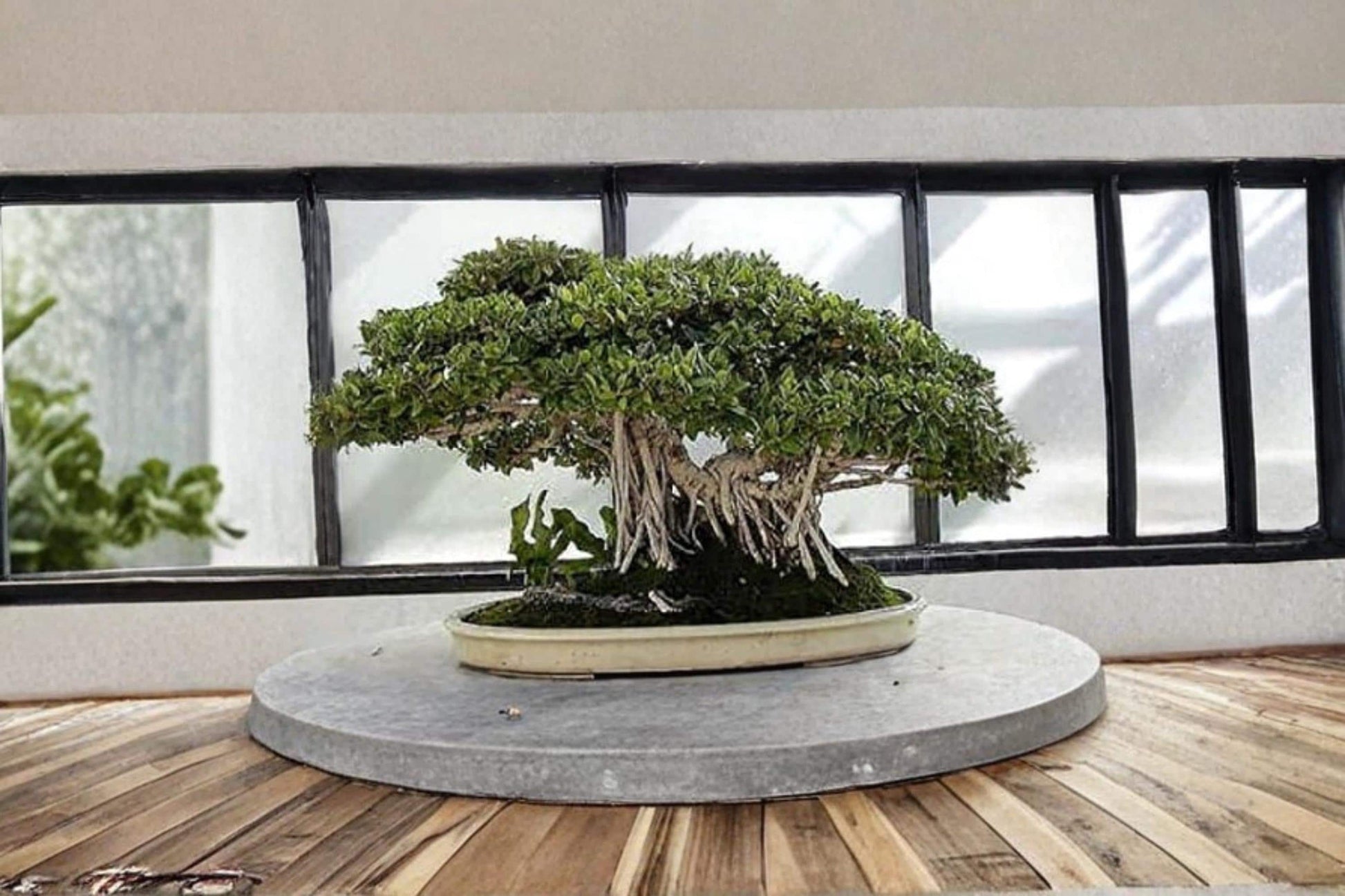 Banyan Bonsai Tree Seeds – Ficus benghalensis Tropical Ornamental Tree for Bonsai & Container Growing
