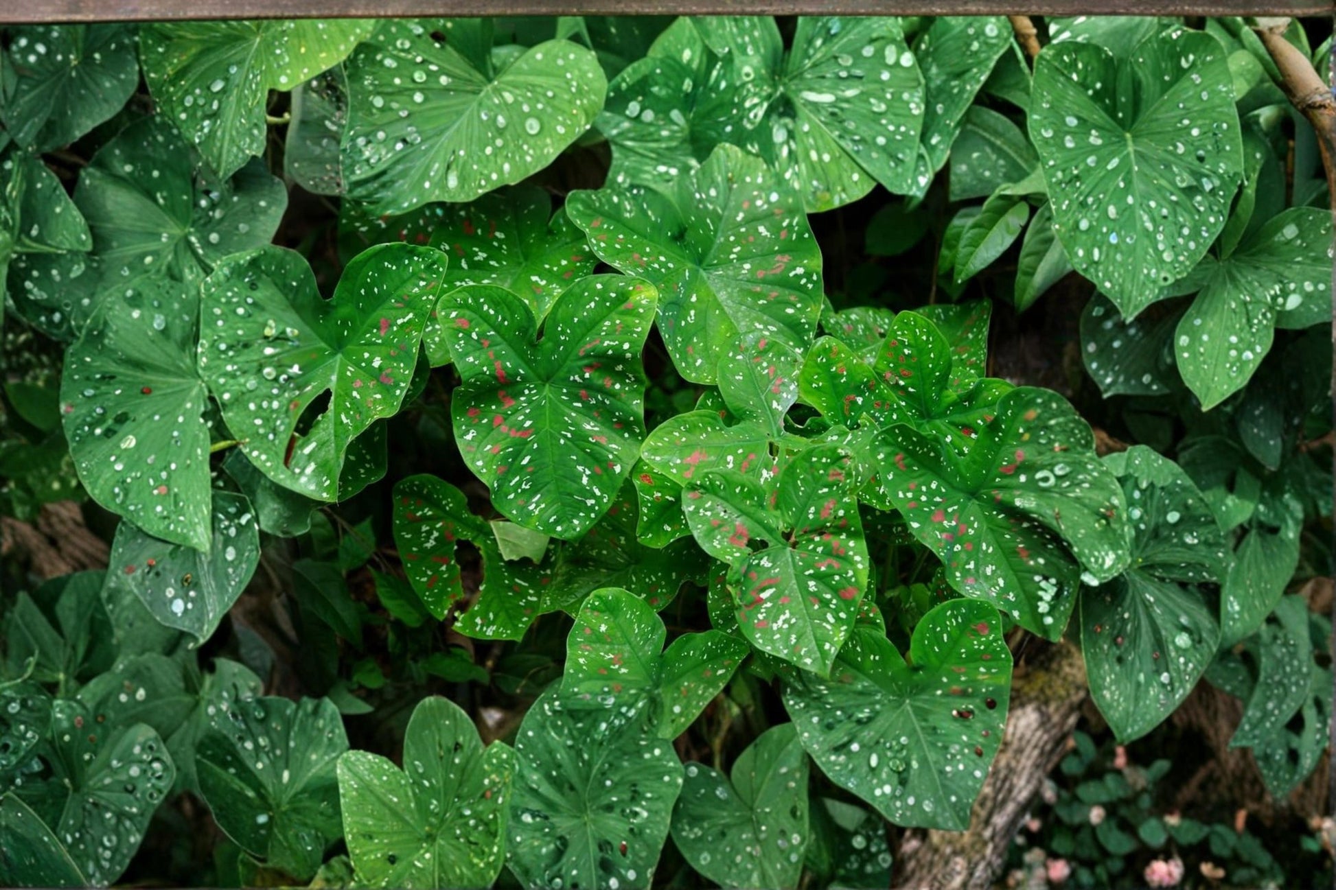 Florida Clown Caladium Bulbs – Caladium bicolor, Shade-Tolerant Foliage Plant, 10 Bulbs for Garden Beds & Containers