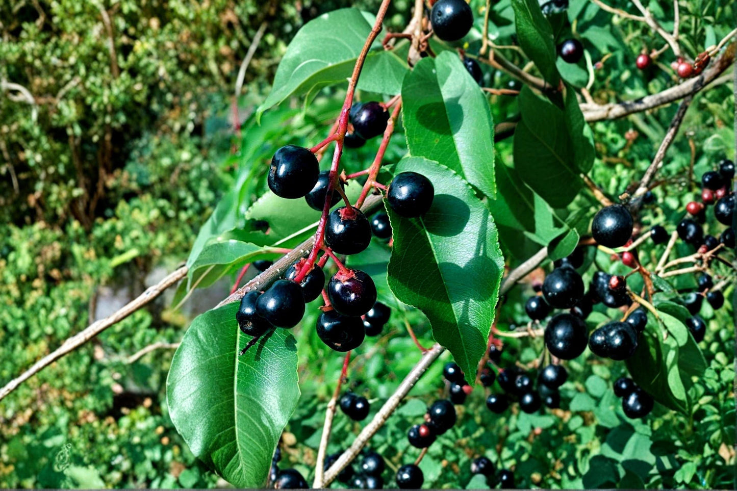 Black Cherry Bonsai Seeds | Prunus serotina | Ornamental Deciduous Tree for Landscaping & Bonsai