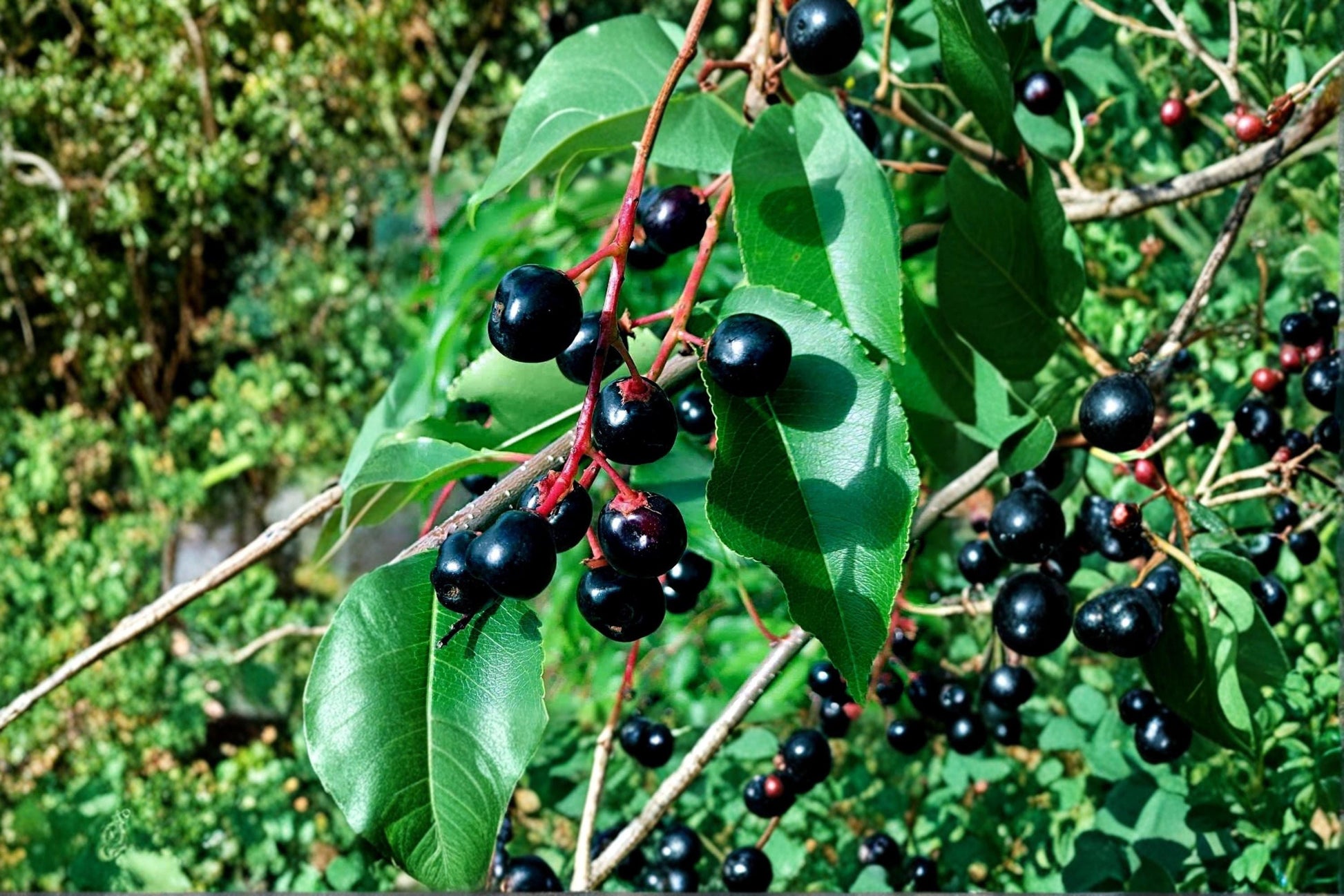 Black Cherry Bonsai Seeds | Prunus serotina | Ornamental Deciduous Tree for Landscaping & Bonsai