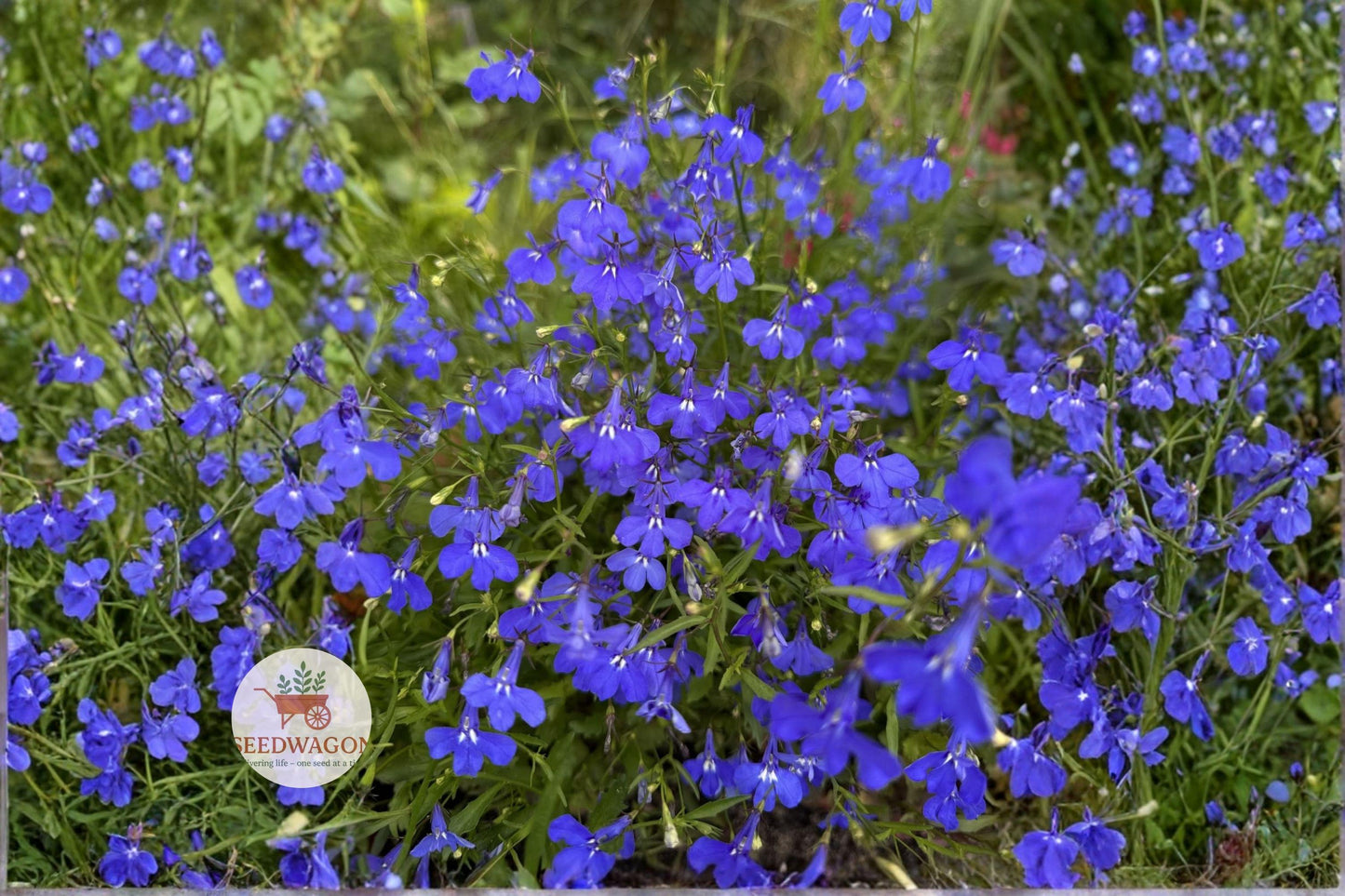 electric blue lobelia seeds, hanging basket flower seeds, summer annual flower seeds, container plant seeds, blue flowering seeds, cottage garden seeds, trailing flower seeds, border plant seeds, compact annual seeds, vibrant flower seeds, patio container seeds, well-drained soil seeds, easy grow flower seeds