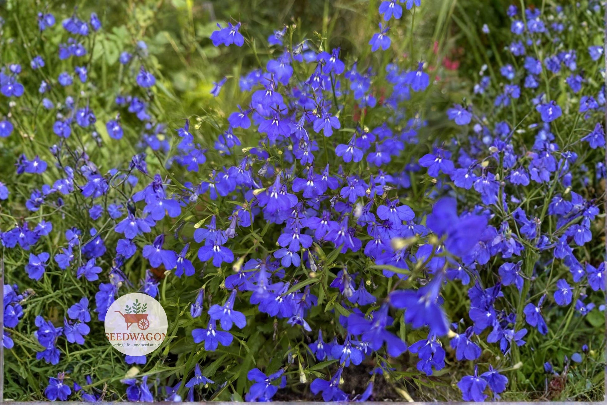 electric blue lobelia seeds, hanging basket flower seeds, summer annual flower seeds, container plant seeds, blue flowering seeds, cottage garden seeds, trailing flower seeds, border plant seeds, compact annual seeds, vibrant flower seeds, patio container seeds, well-drained soil seeds, easy grow flower seeds