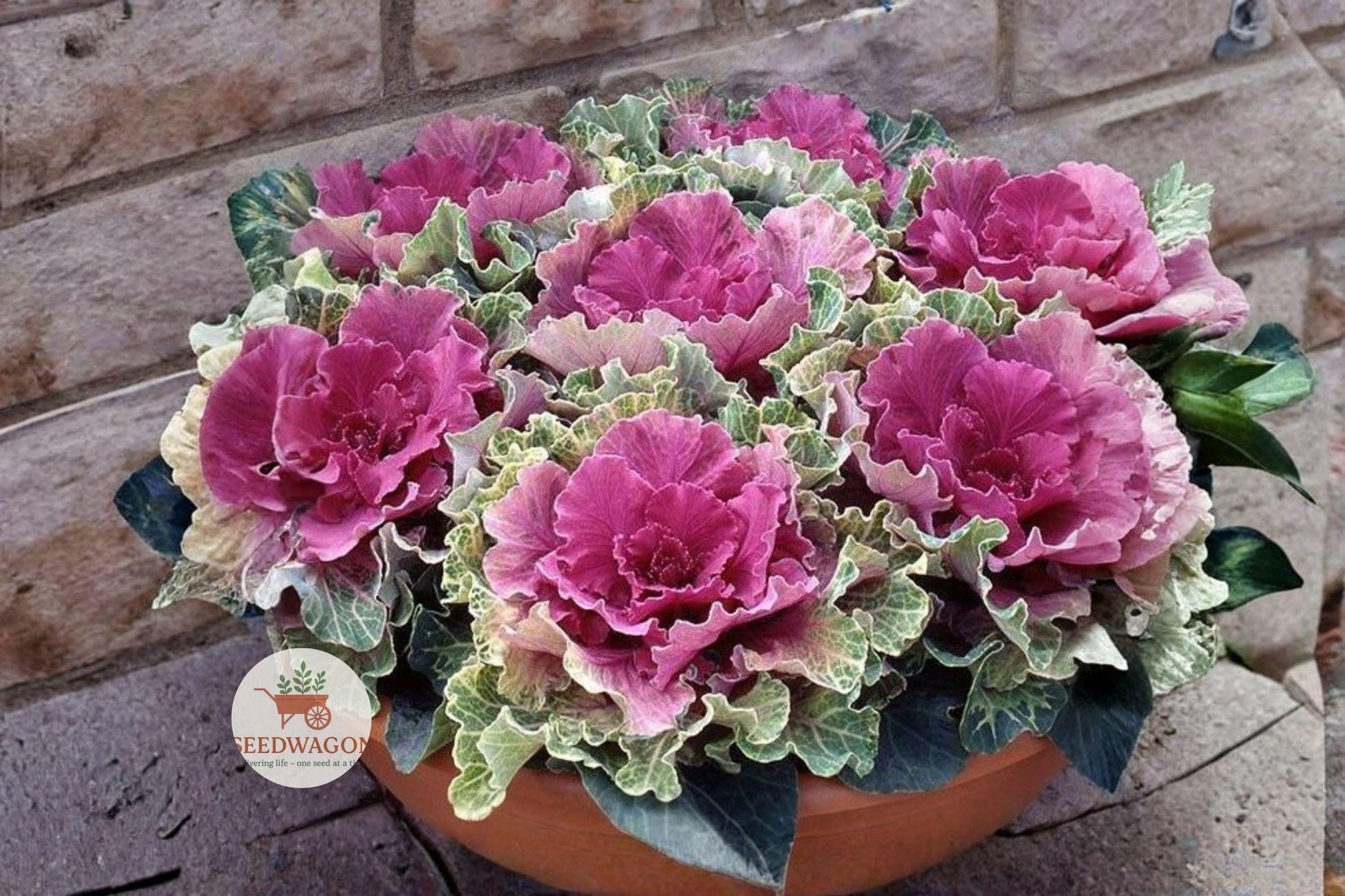 ornamental cabbage seeds, colorful fall garden plants, flowering kale seeds, winter landscape plants, decorative foliage seeds, container garden plants, fall border plants, vibrant garden seeds, low maintenance garden plants, seasonal color seeds, purple pink white cabbage, compact ornamental plants, edible look foliage seeds