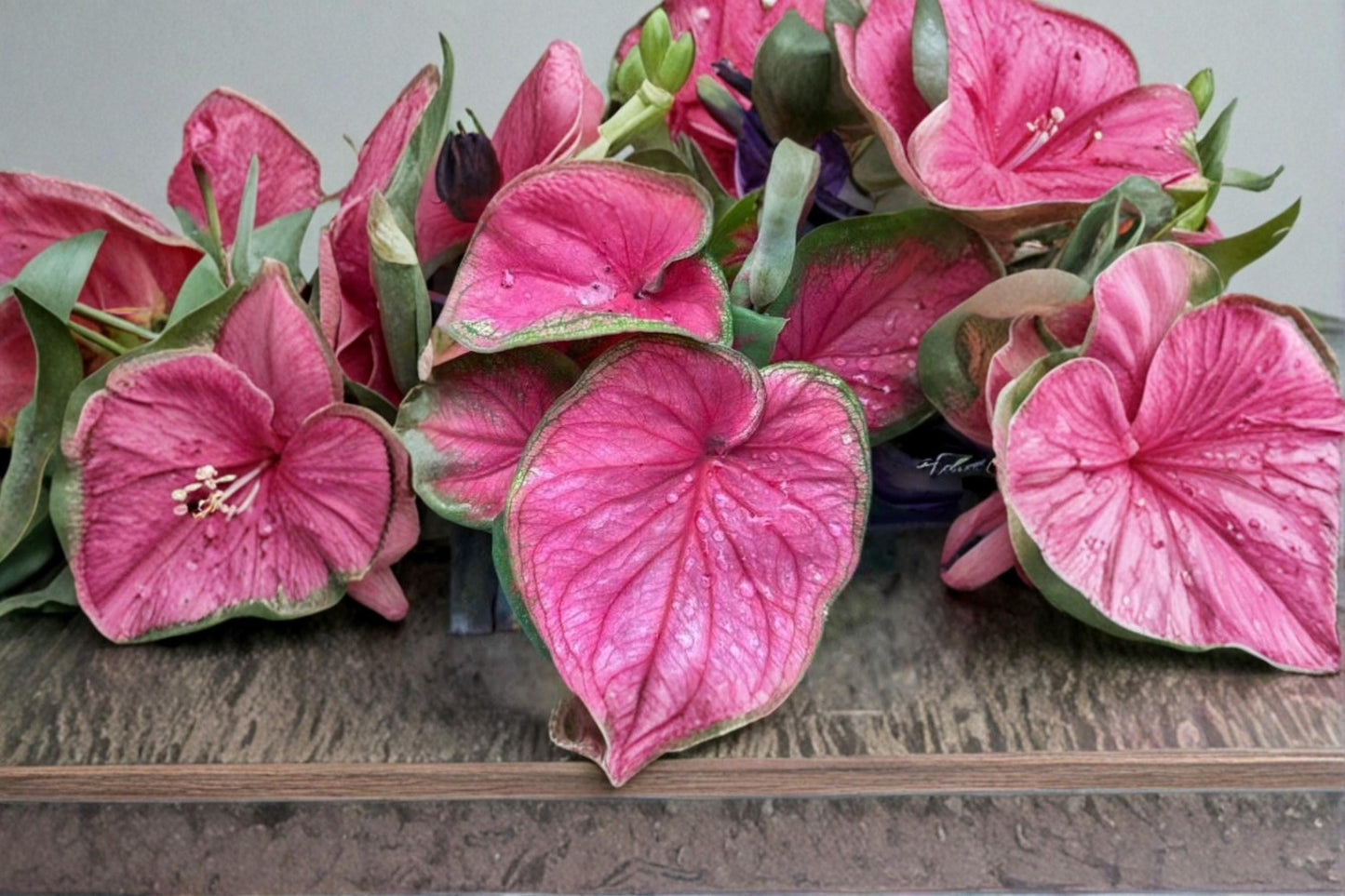 Sizzle Caladium Bulb – Tropical Foliage Plant with Colorful Leaves – Caladium bicolor for Shade Gardens & Containers