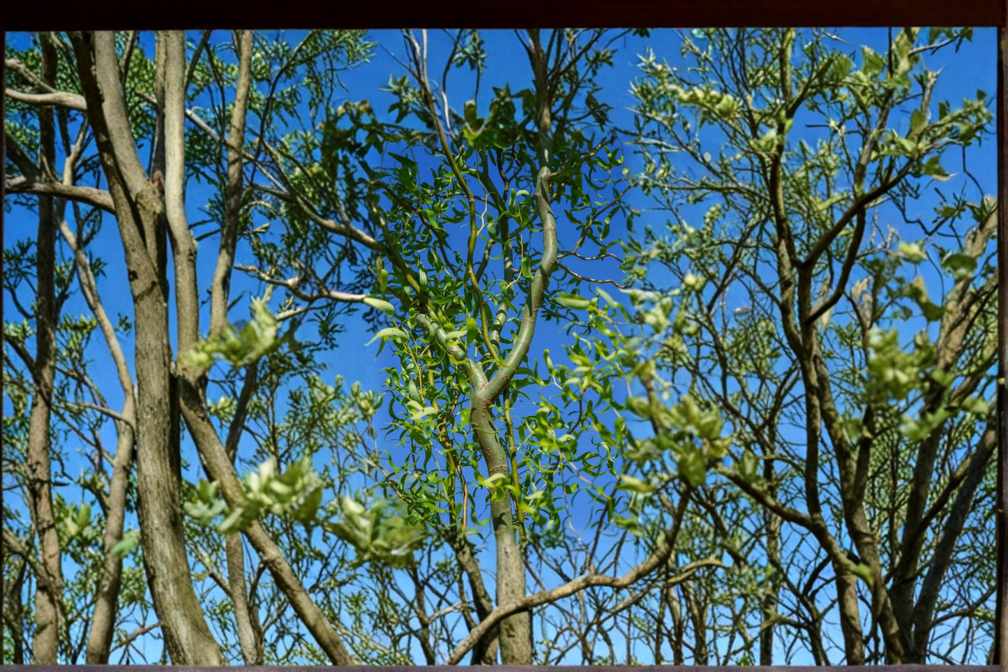 Curly Corkscrew Willow Cuttings – Salix matsudana Tortuosa – Twisted Branch Ornamental Tree for Landscaping