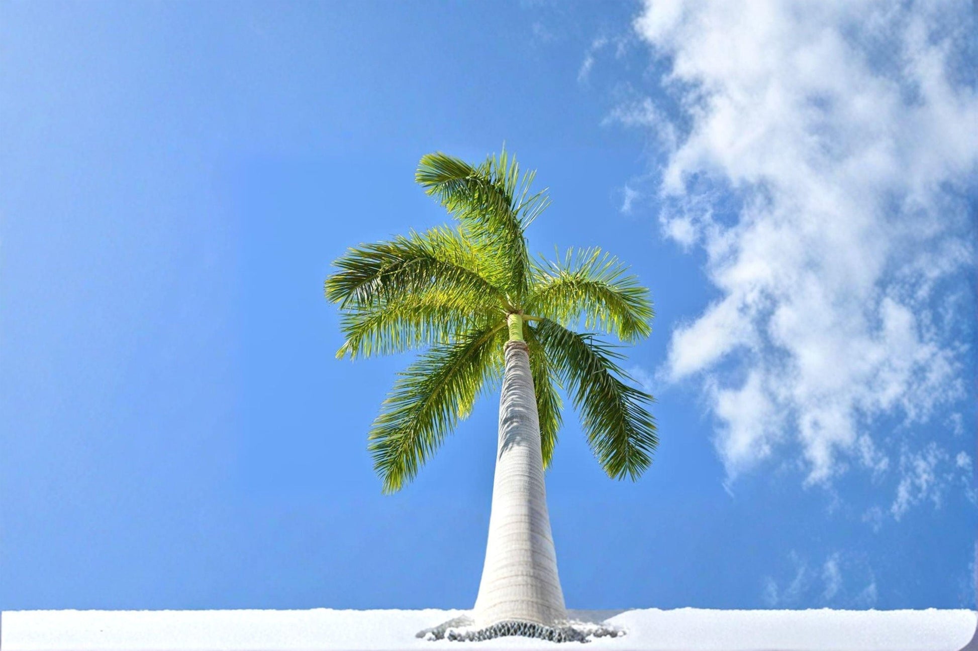 Royal Palm Tree Seeds 10 Pack | Roystonea regia Tropical Ornamental Palm for Landscaping & Gardens