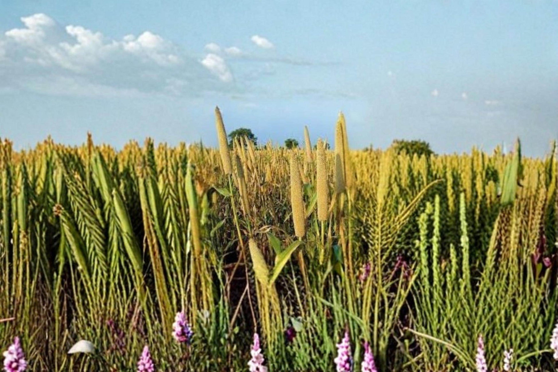Pearl Millet Grass Seeds, Ornamental Pennisetum glaucum for Landscaping and Borders, Warm-Season Garden Grass
