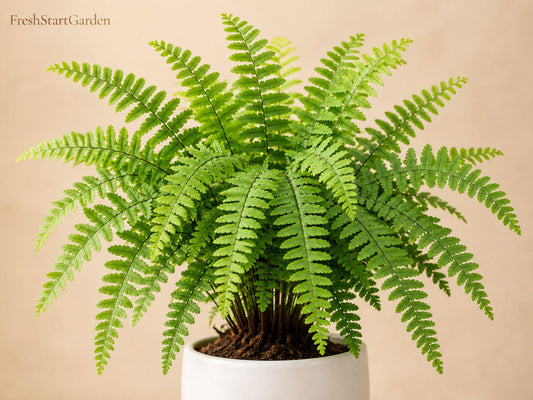 10 Bare Root Northern Maidenhair Fern Adiantum pedatum Shade Garden Fern for Woodland & Shade Landscapes