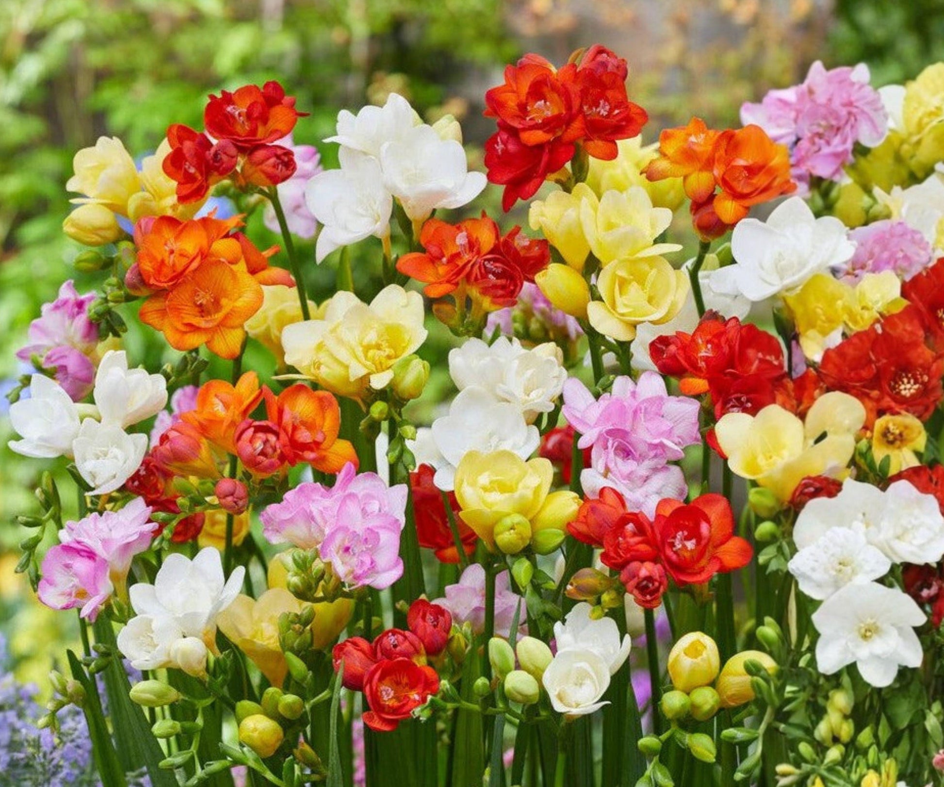 Freesia Flower Bulbs Collection – 60 Mixed-Color Fragrant Spring Blooms – Freesia Hybrids for Gardens & Bouquets