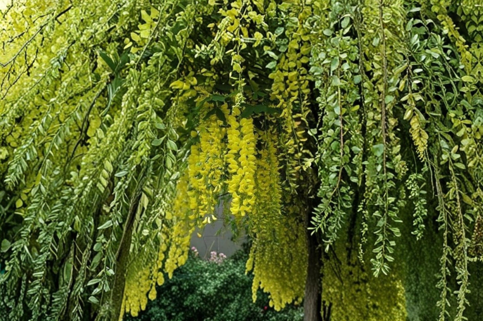 Golden Shower Tree Seeds – Cassia fistula Tropical Flowering Tree with Yellow Clusters, Garden & Landscape Plant