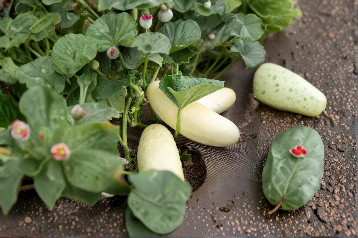 Silver Slicer Cucumber Seeds – Cucumis sativus, Vining Vegetable, Light-Colored Fruit, Garden & Trellis Plant, 50 Seeds