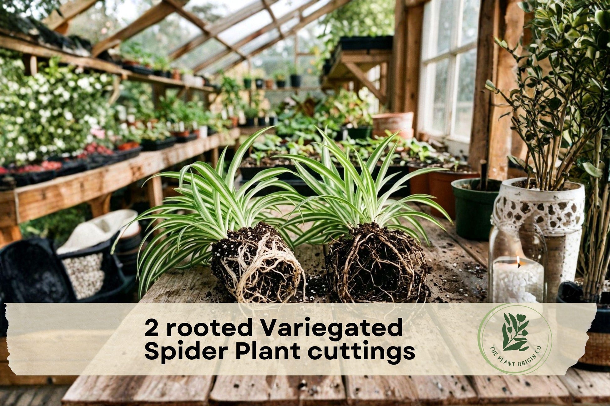 Rooted Variegated Spider Plant Cuttings – Green and White Foliage, Indoor Houseplant, Chlorophytum comosum ‘Variegatum’