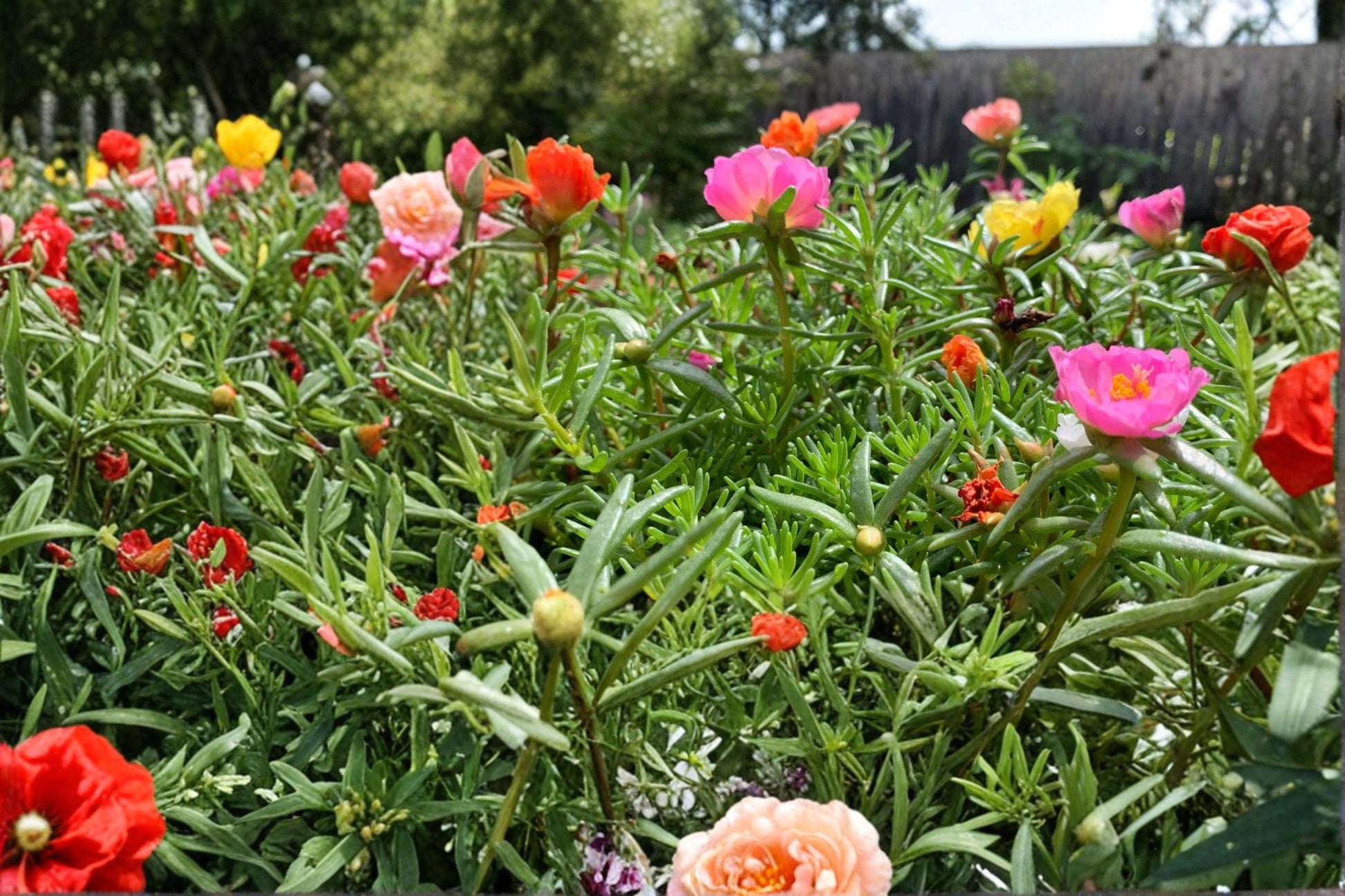 Moss Rose Double Mix Seeds – Portulaca grandiflora – Colorful Annual Flowering Plant for Full Sun Gardens