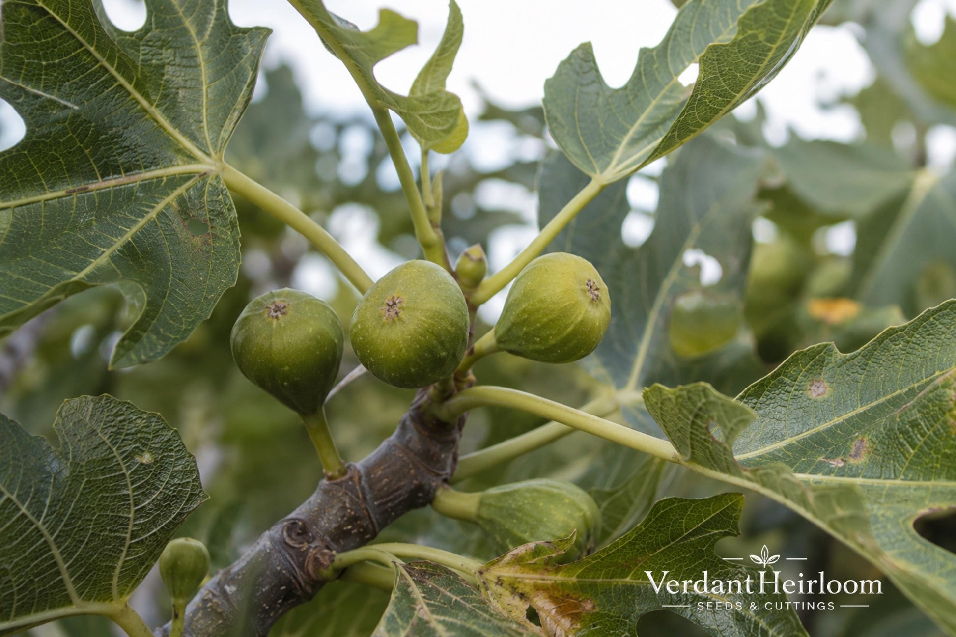 Olympian Fig Rooted Cutting – Ficus carica 'Olympian' – Fruiting Purple Figs, Cold Hardy, Live Plant, Edible Garden, Patio Container