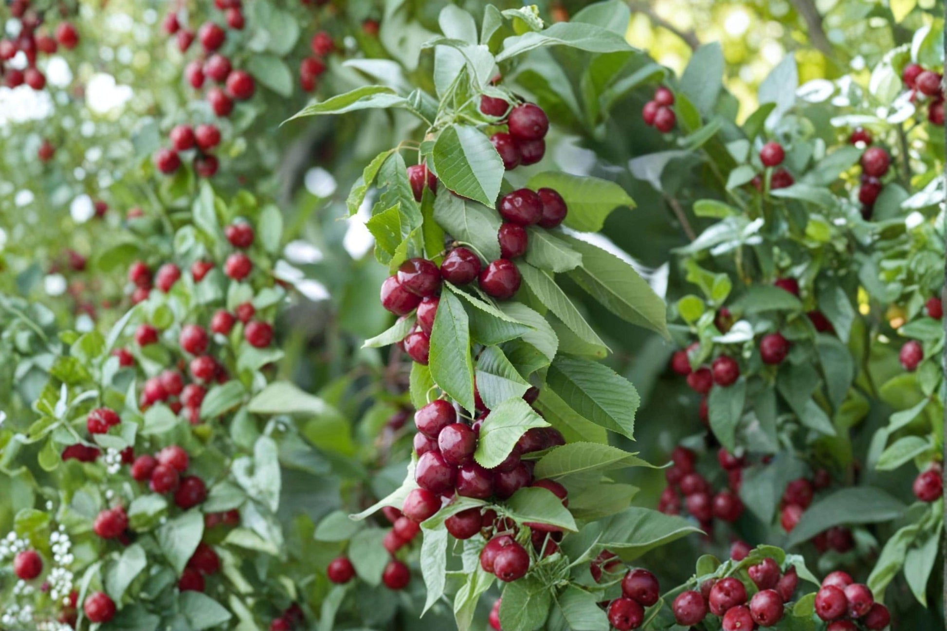 Dwarf Cherry Tree Seeds – Prunus avium – Fruit Tree for Garden, Patio, or Landscape Plant