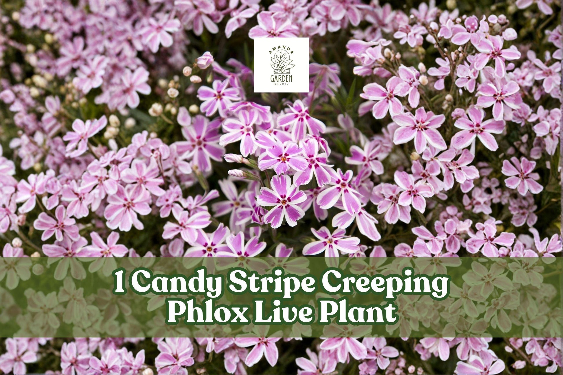 Candy Stripe Creeping Phlox Live Plant Plug | Pink White Groundcover | Phlox subulata | Spring Flowering Perennial