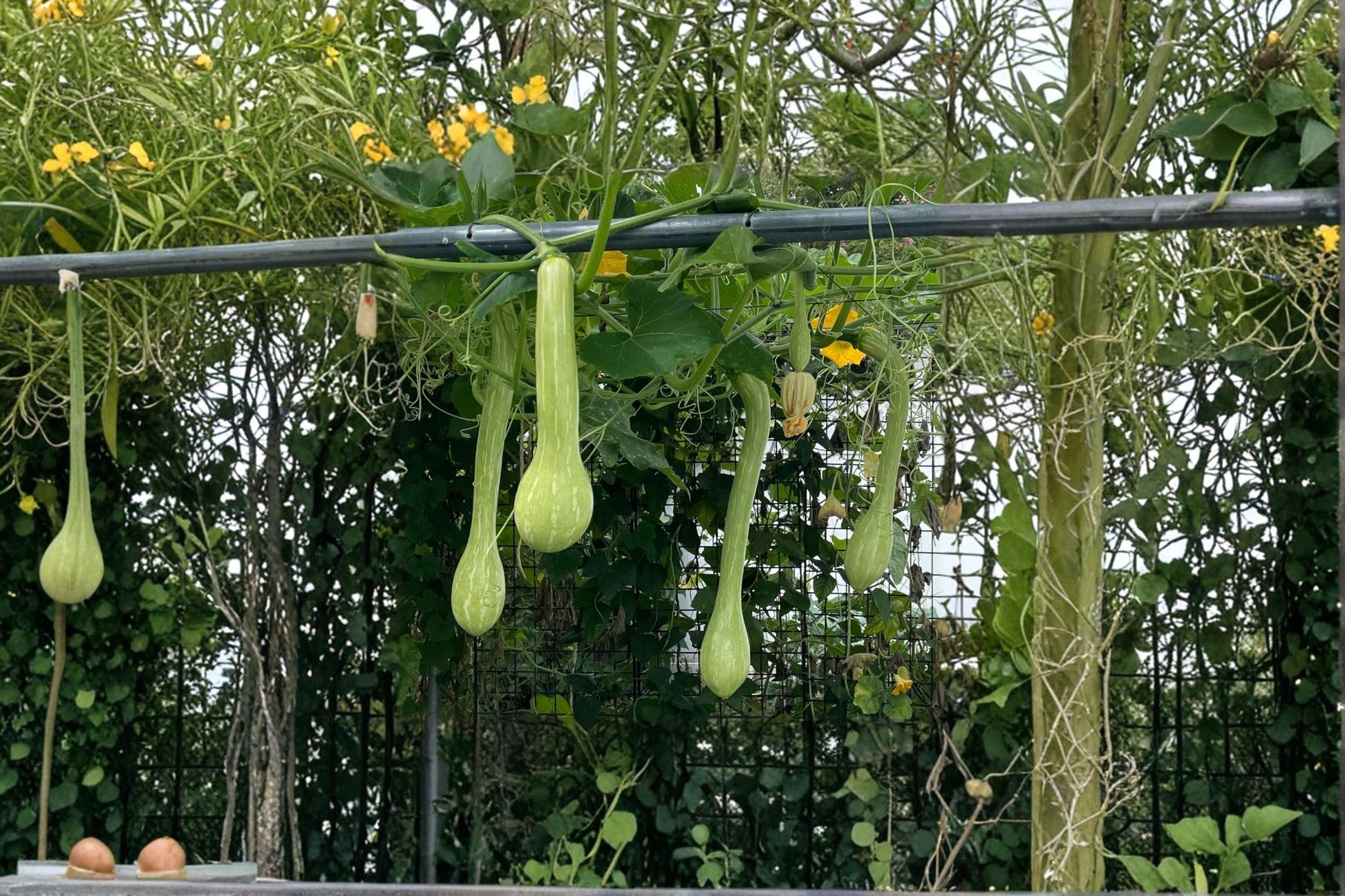 Trombone Squash Seeds – Cucurbita moschata, Vining Summer Vegetable, Long Curved Fruit, Garden Plant, Outdoor Growing