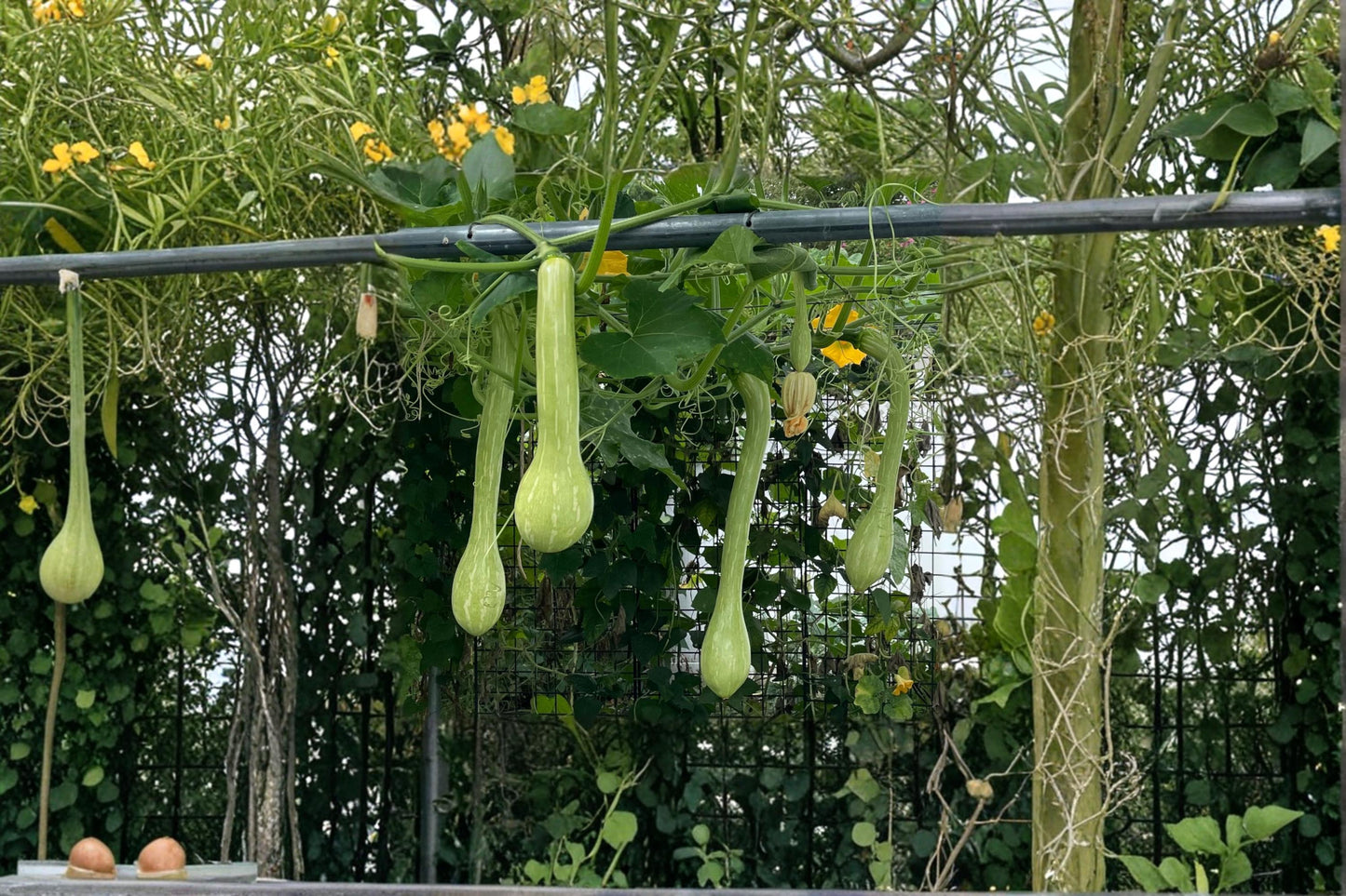 Trombone Squash Seeds – Cucurbita moschata, Vining Summer Vegetable, Long Curved Fruit, Outdoor Garden Plant