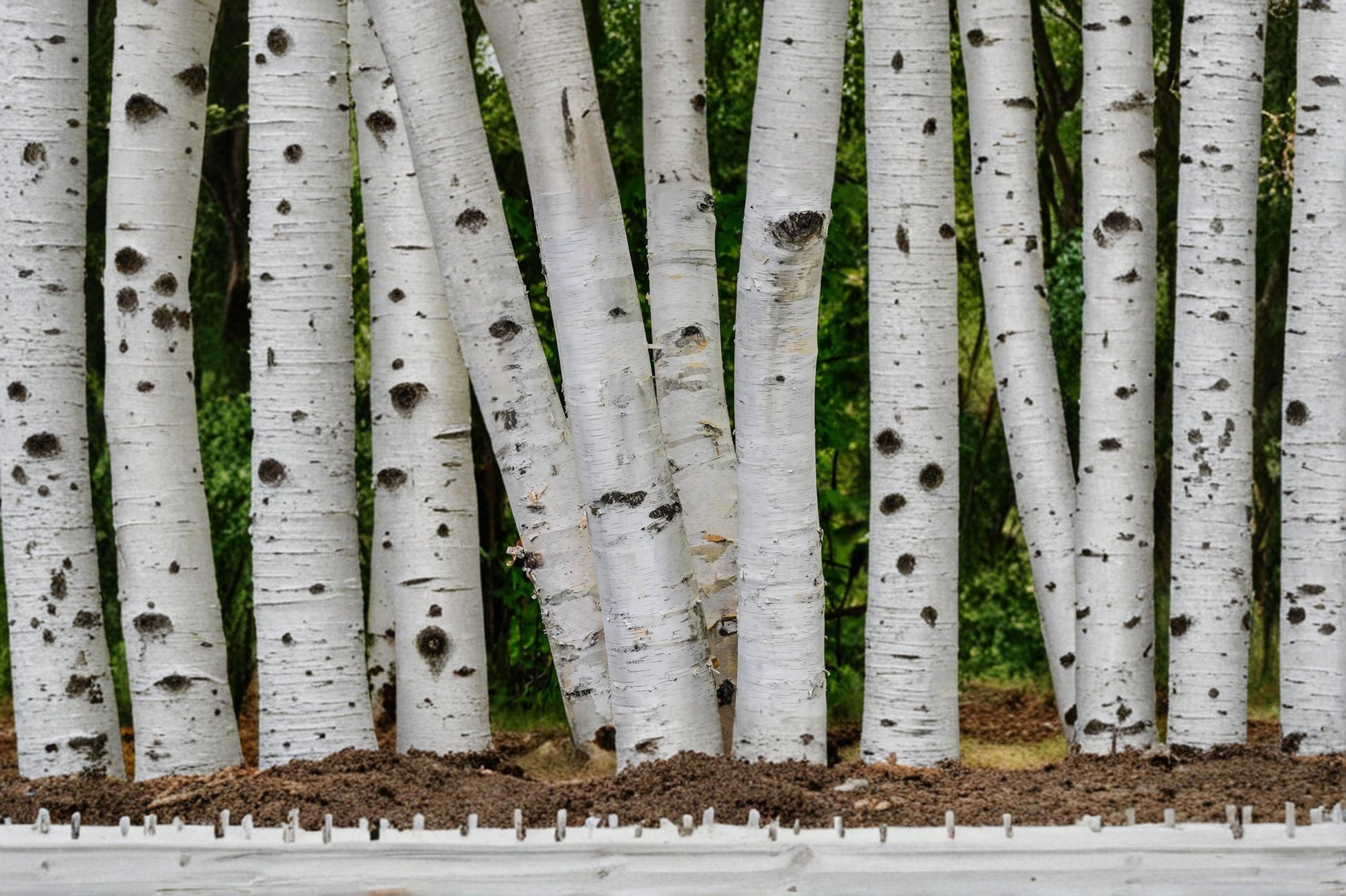 White Paper Birch Seeds – Betula papyrifera, Deciduous Tree for Landscaping and Garden Planting