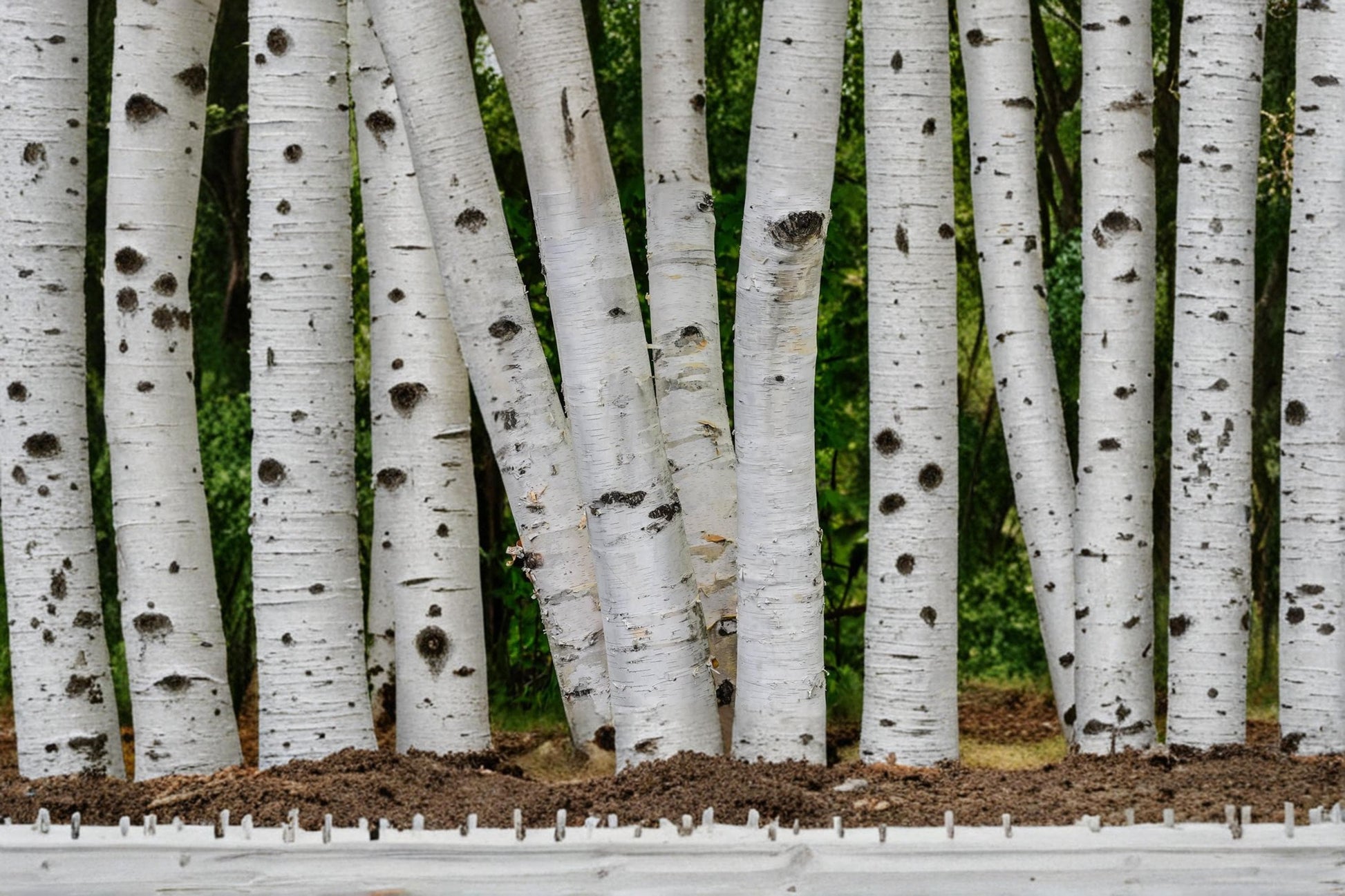White Paper Birch Seeds – Betula papyrifera, Deciduous Tree for Landscape and Garden Planting
