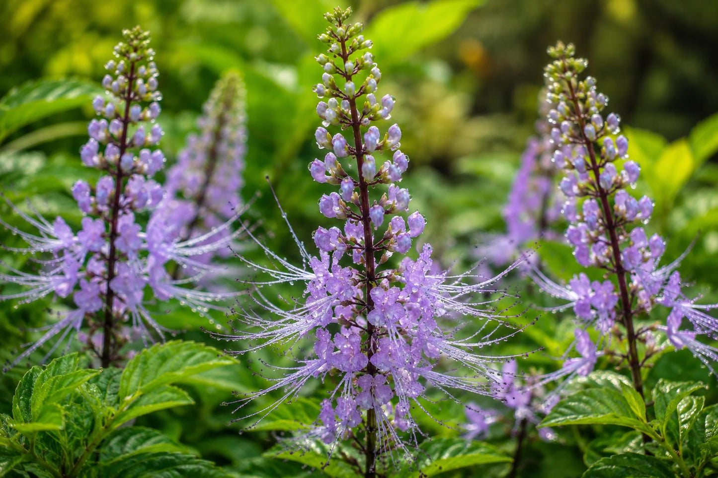 Lavender Cat Whiskers Plant - Live Perennial Orthosiphon stamineus Java Tea with Lavender Blooms for Garden, Container, or Border