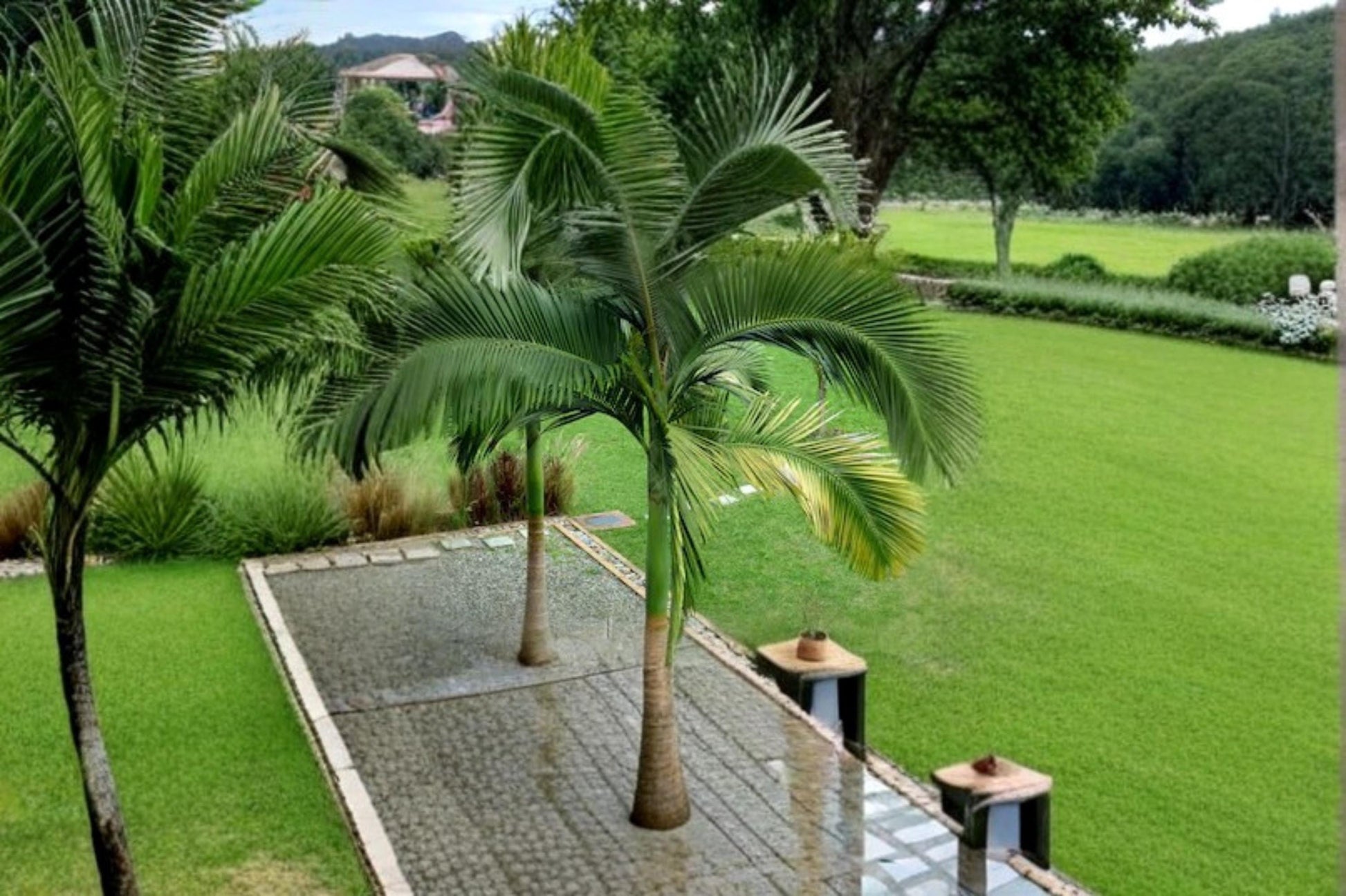 King Palm Seeds 5 Pack, Archontophoenix alexandrae, Tropical Palm Tree for Landscape & Container Planting
