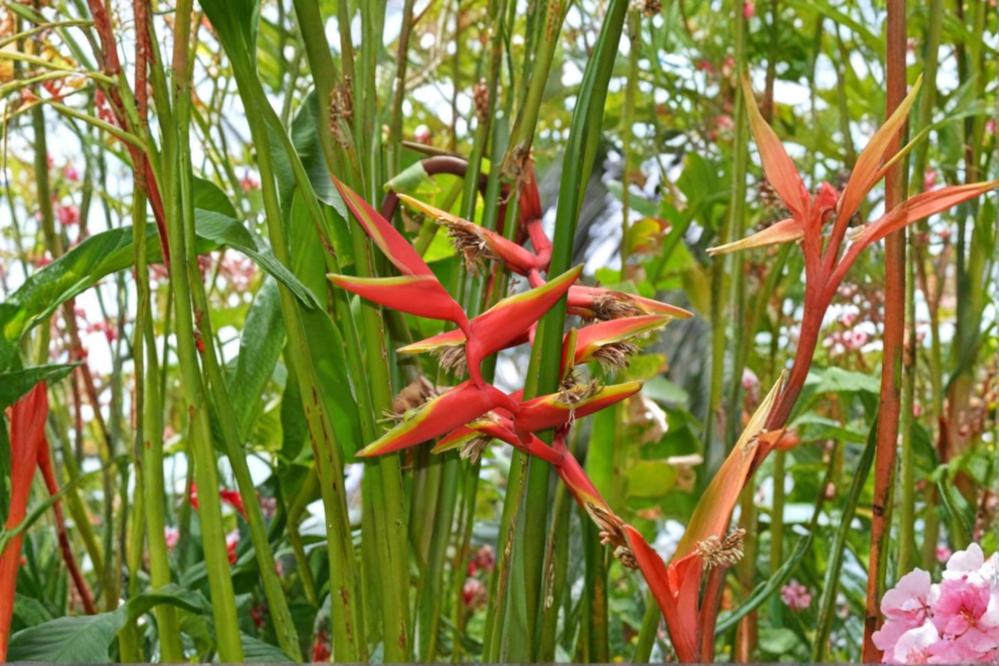 Gold Heliconia Seeds – Heliconia champneiana Tropical Flowering Plant with Yellow Bracts, Garden, Landscape, Exotic Foliage
