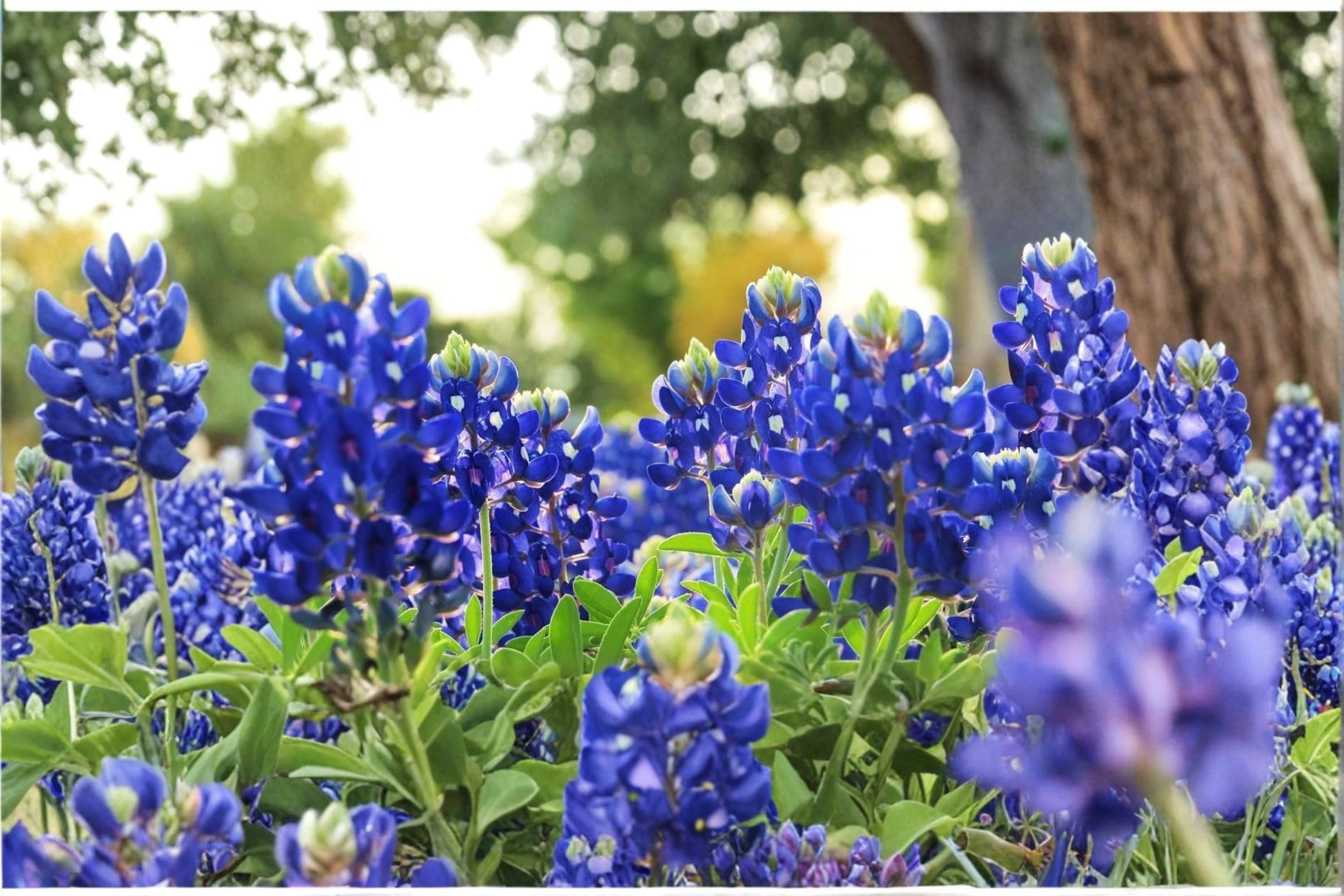 Texas Bluebonnet Wildflower Seeds 250+ Lupinus texensis Pollinator Garden, Meadow, Border, Spring Bloom