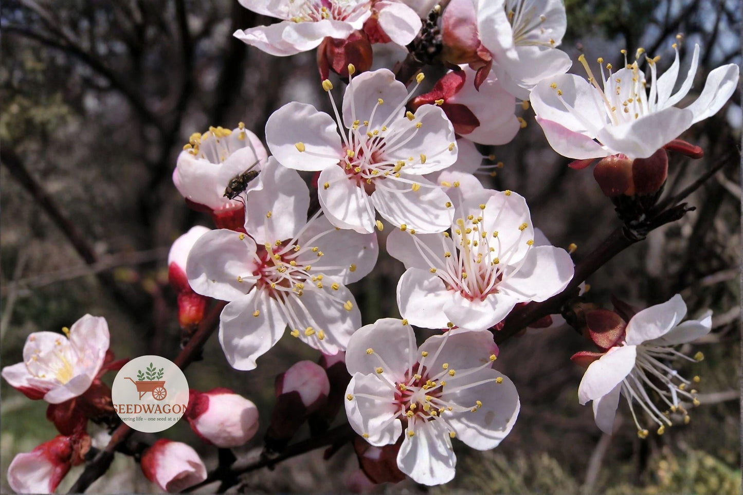mandchurian apricot seeds, cold hardy fruit tree, edible apricot seeds, pink blossom tree, bonsai apricot tree, fall foliage plant, fruiting deciduous tree, Manchurian apricot seeds, ornamental fruit tree, wildlife friendly plant, small fruit tree, zone 3 hardy tree, yellow fruit seeds