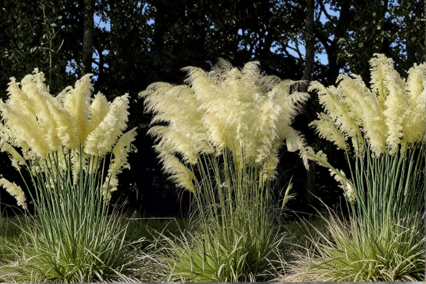 White Pampas Grass Seeds – Cortaderia selloana, Ornamental Grass for Landscaping, 100 Seeds
