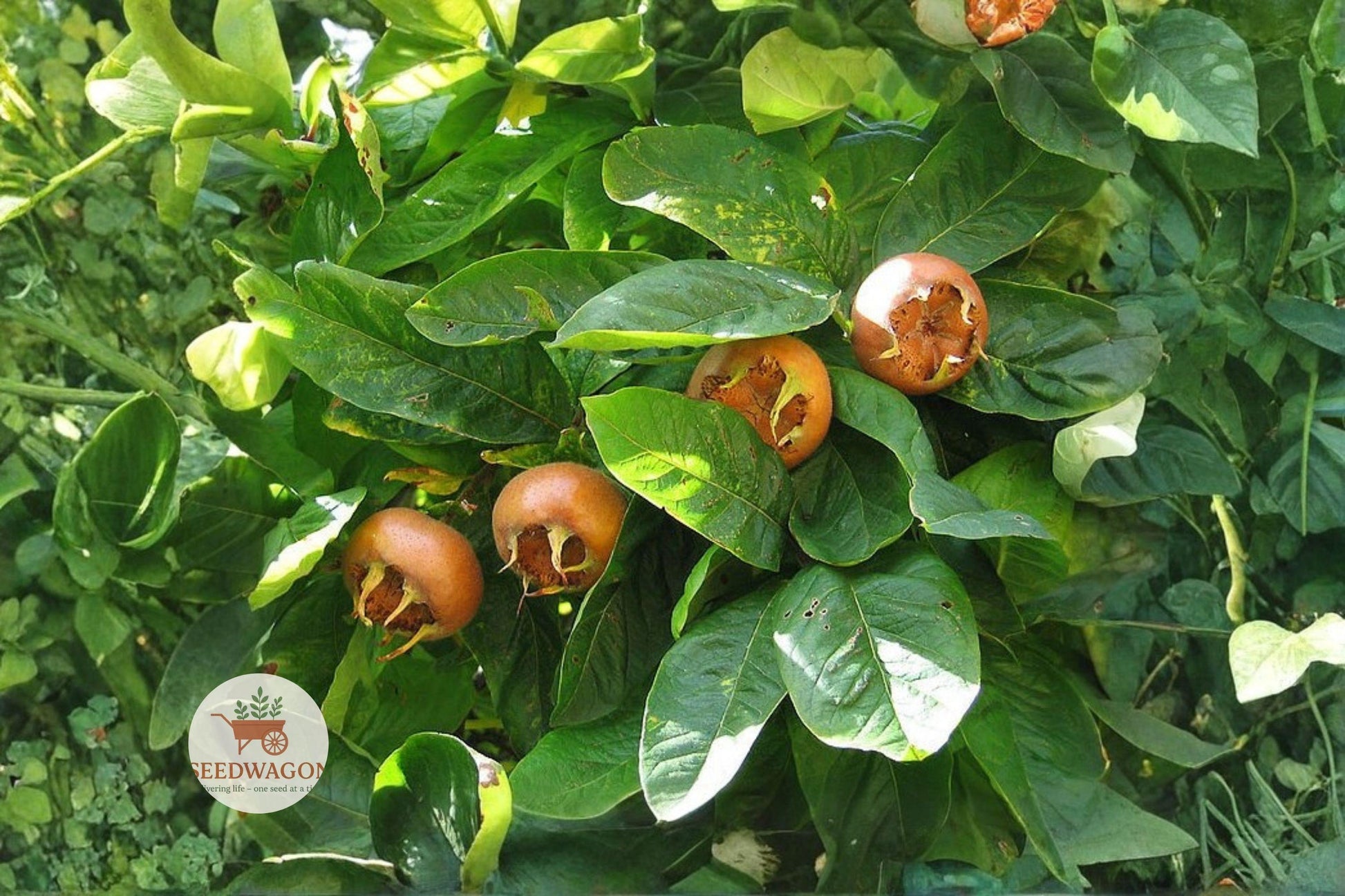 showy medlar seeds,medlar fruit tree,edible fruit seeds,ornamental fruit tree,hardy fruit shrub,fall foliage plant,heirloom seed packet,wildlife friendly tree,flowering fruit tree,small orchard seeds,deciduous fruit plant,unique garden tree,seasonal bloom seeds