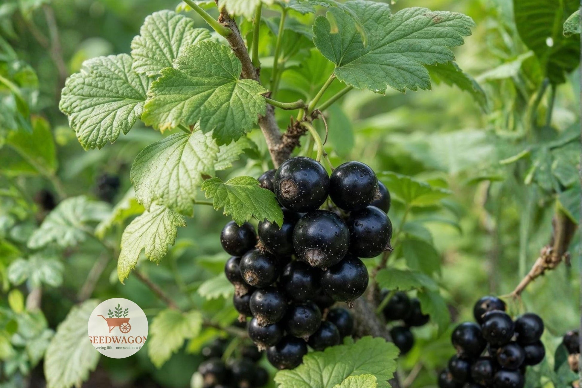 black chokeberry seeds,aronia melanocarpa berries,edible shrub seeds,wildlife garden plants,fall foliage shrub,hardy fruiting shrub,native berry plants,hedge and screen plants,autumn color shrub,pollinator friendly plants,edible landscape plants,black chokeberry fruit seeds,perennial berry shrub