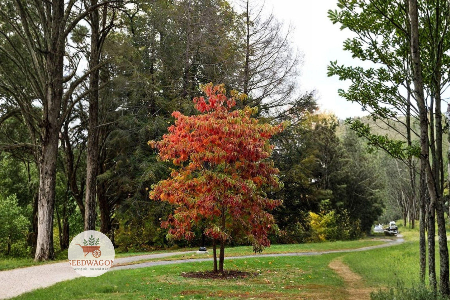 sassafras seeds, fall foliage tree, native shade tree, fragrant leaves, autumn color plant, deciduous tree seeds, wildlife friendly tree, ornamental woodland, mitten-shaped leaves, drought tolerant tree, native American tree, fall color seeds, aromatic tree plant