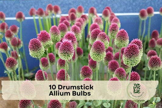10 Drumstick Allium Bulbs – Purple Globe-Style Flowers, Ornamental Perennial, Allium sphaerocephalon for Borders & Gardens