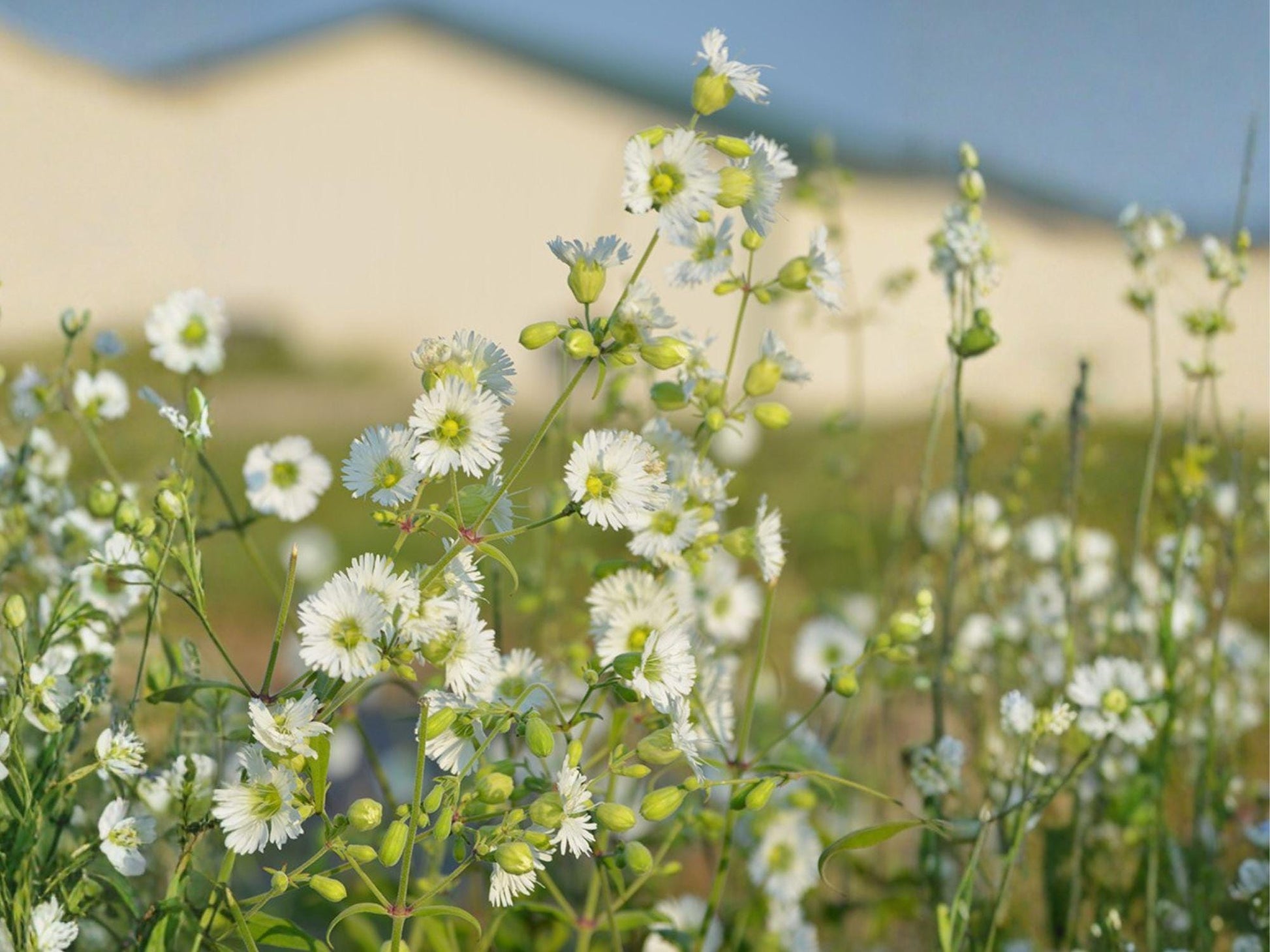 Starry Campion Seeds | Silene stellata Wildflower | White Star-Shaped Flowers | Perennial for Woodland Gardens & Natural Landscapes