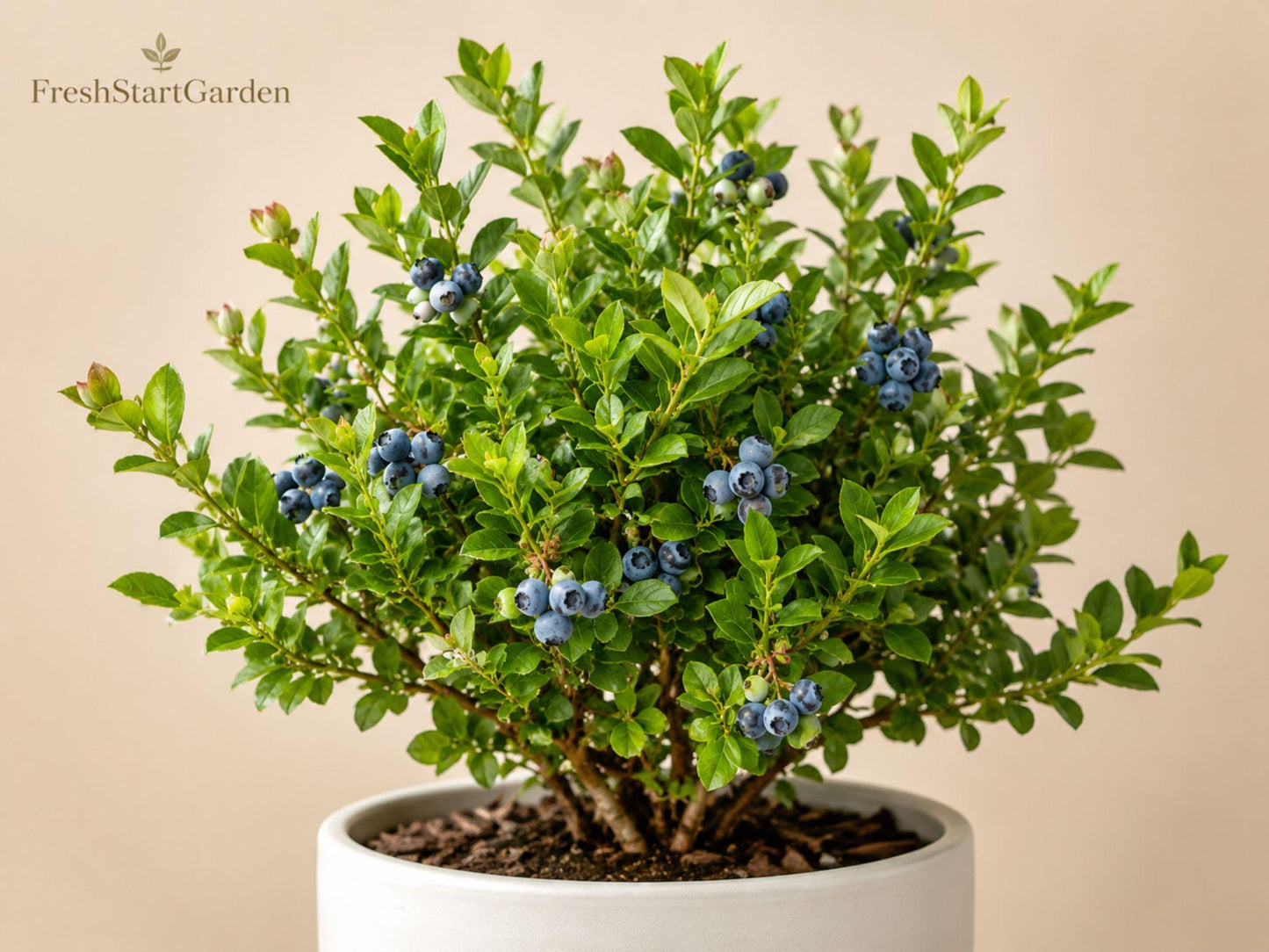 Top Hat Dwarf Blueberry Starter Plant – Vaccinium angustifolium, Compact Edible Shrub for Patio & Garden