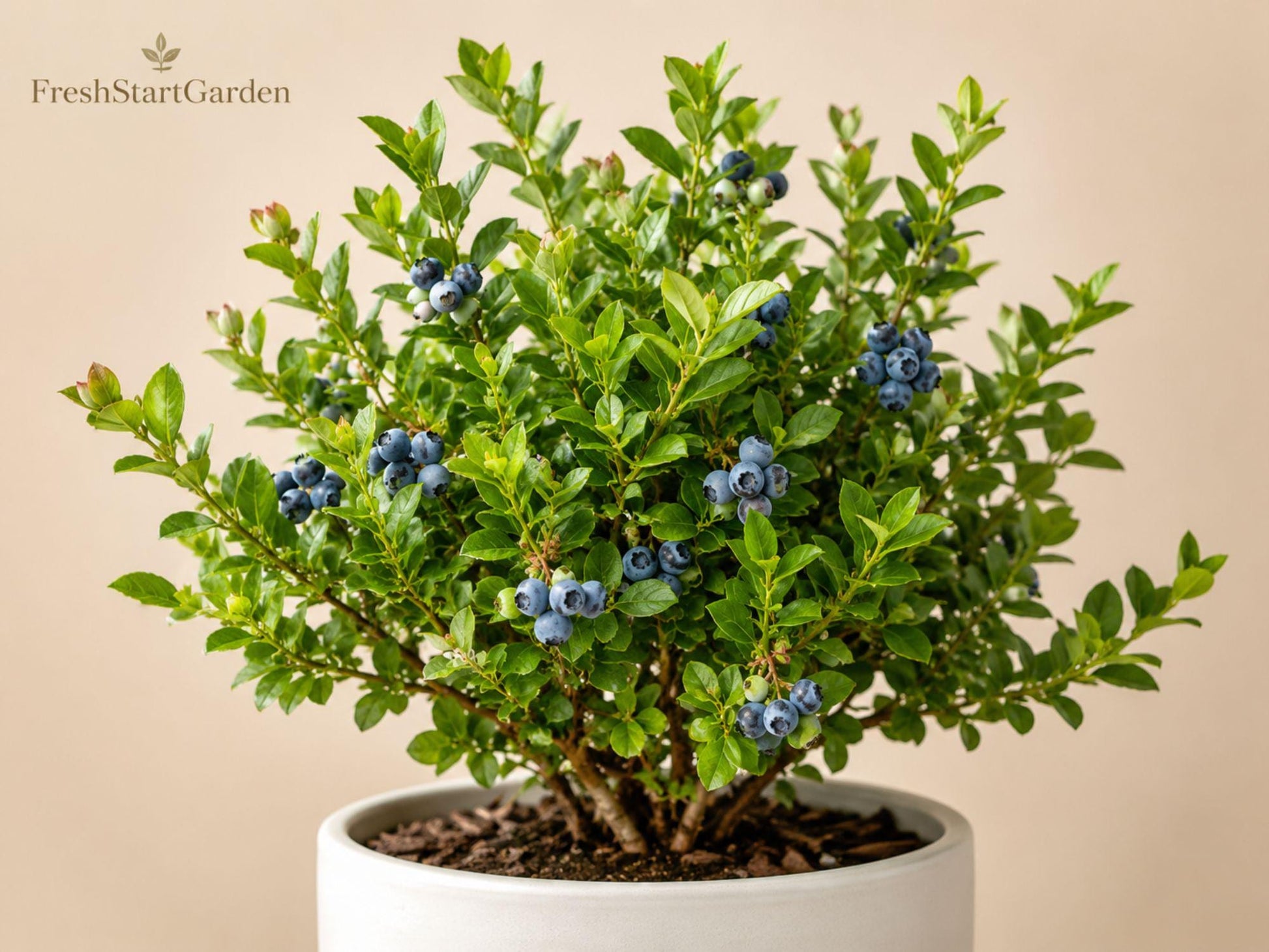 Top Hat Dwarf Blueberry Starter Plant – Vaccinium angustifolium, Compact Edible Shrub for Patio & Garden