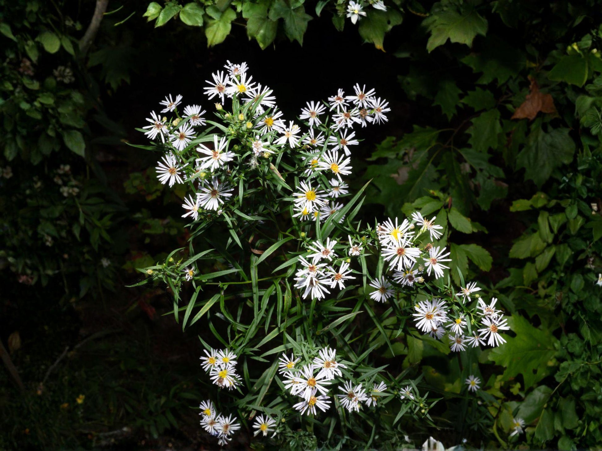 Panicled Aster Seeds, Symphyotrichum Lanceolatum, Wildflower, Perennial, White Flowers, Native Plant, 100 Seeds